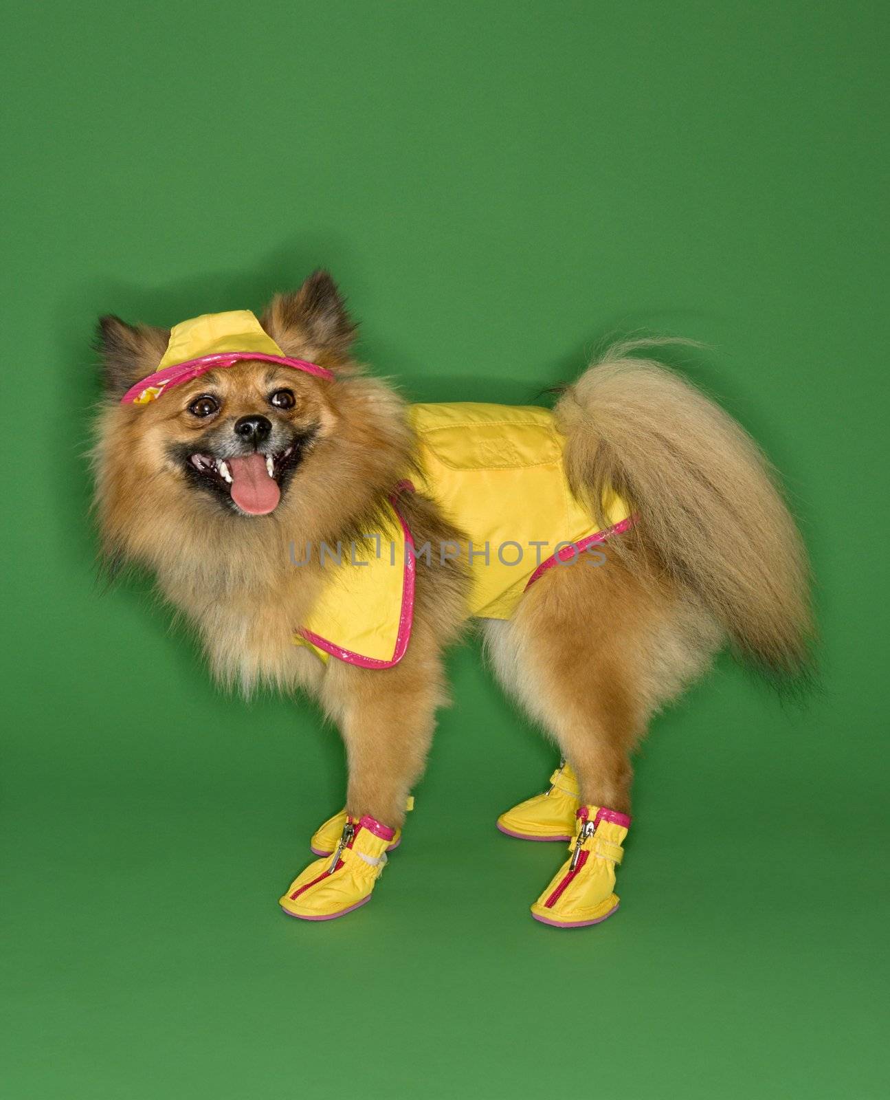 Brown Pomeranian dog wearing rain gear.