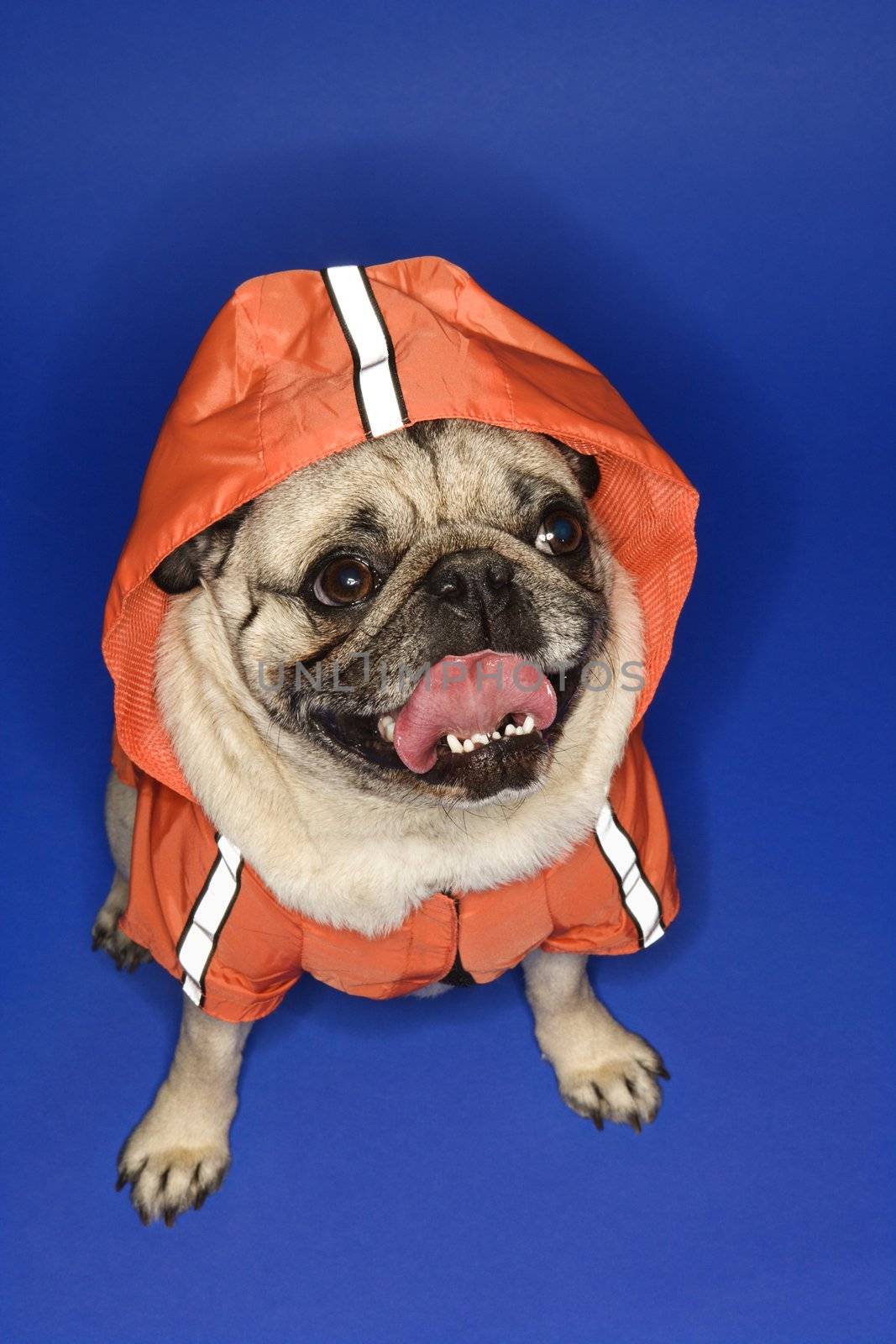 Pug wearing hoodie jacket.