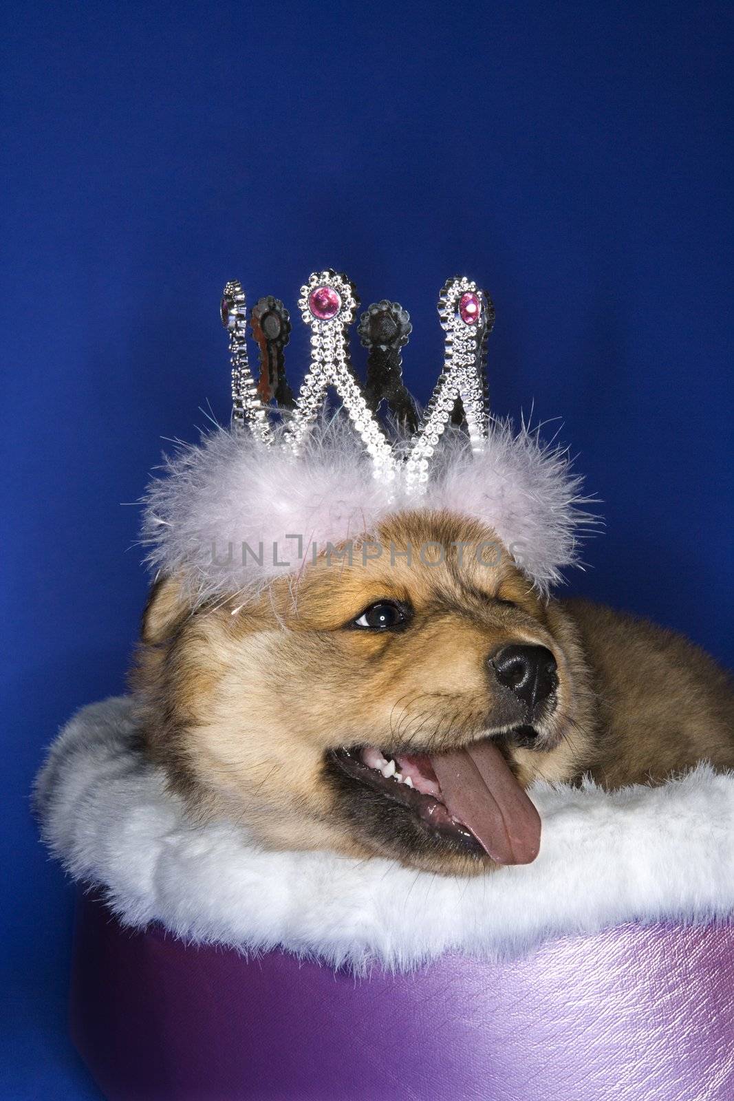 Puppy wearing crown lying in bed.