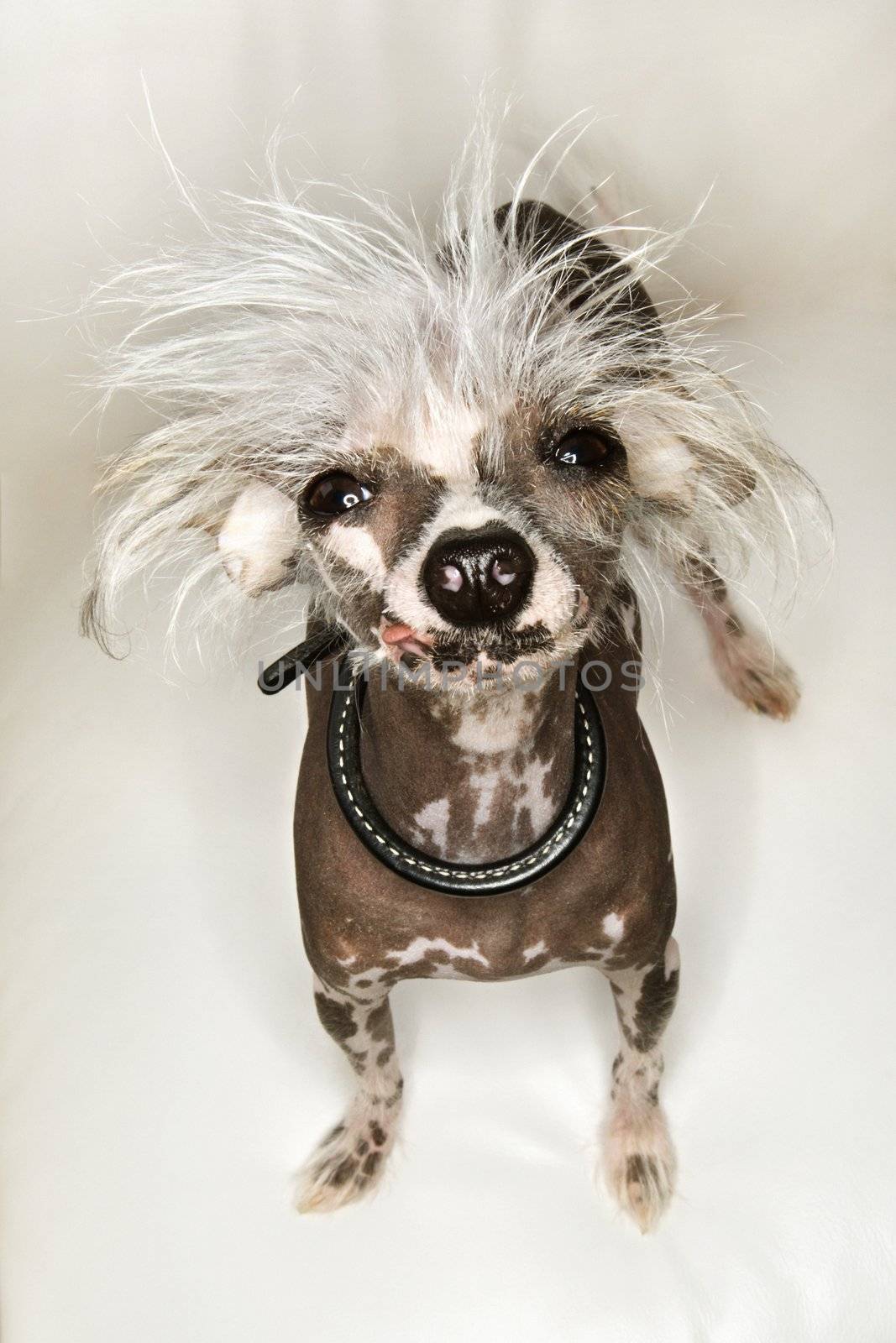 Chinese Crested dog portrait. by iofoto
