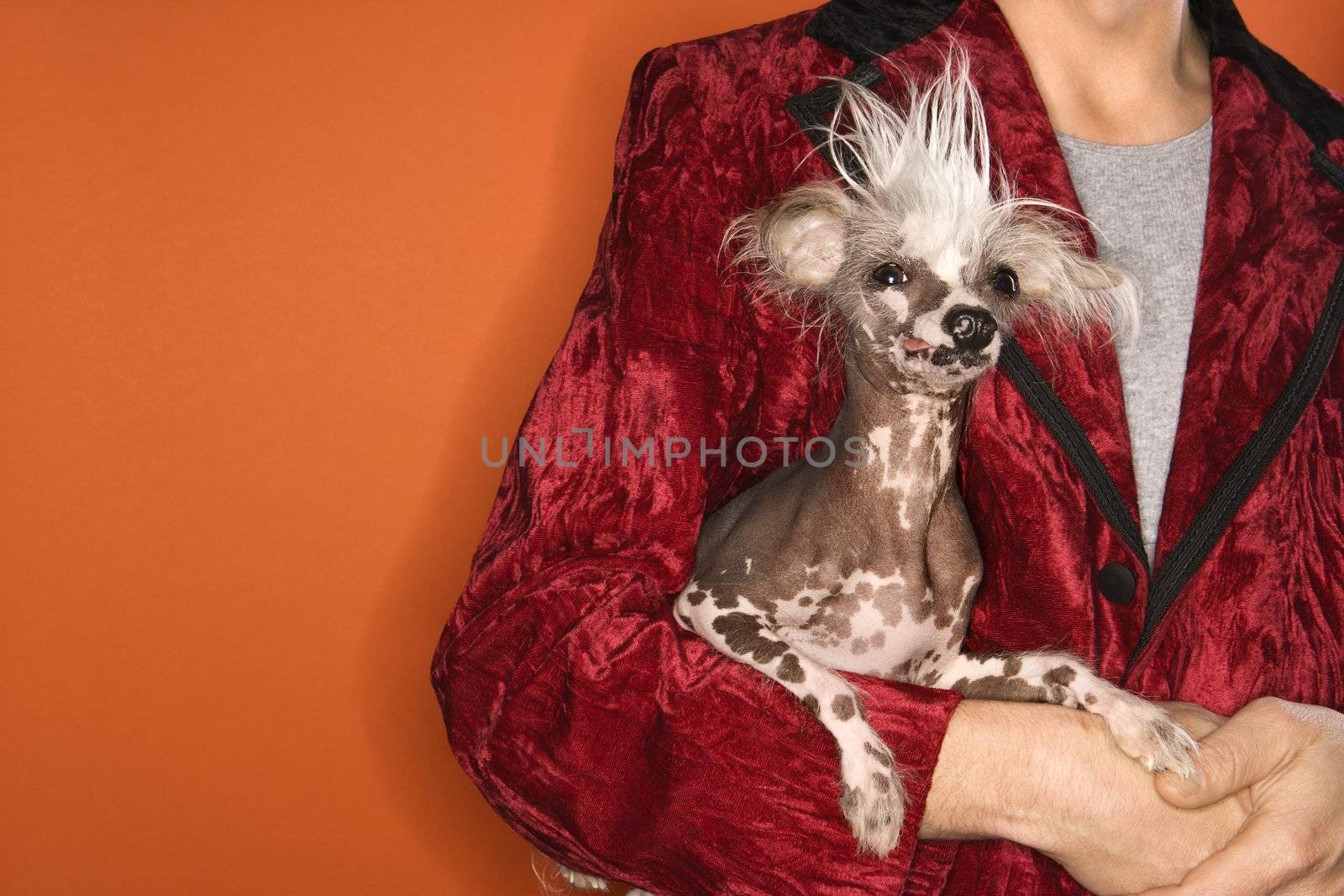 Caucasian mid-adult male wearing velvet jacket and holding Chinese Crested dog.