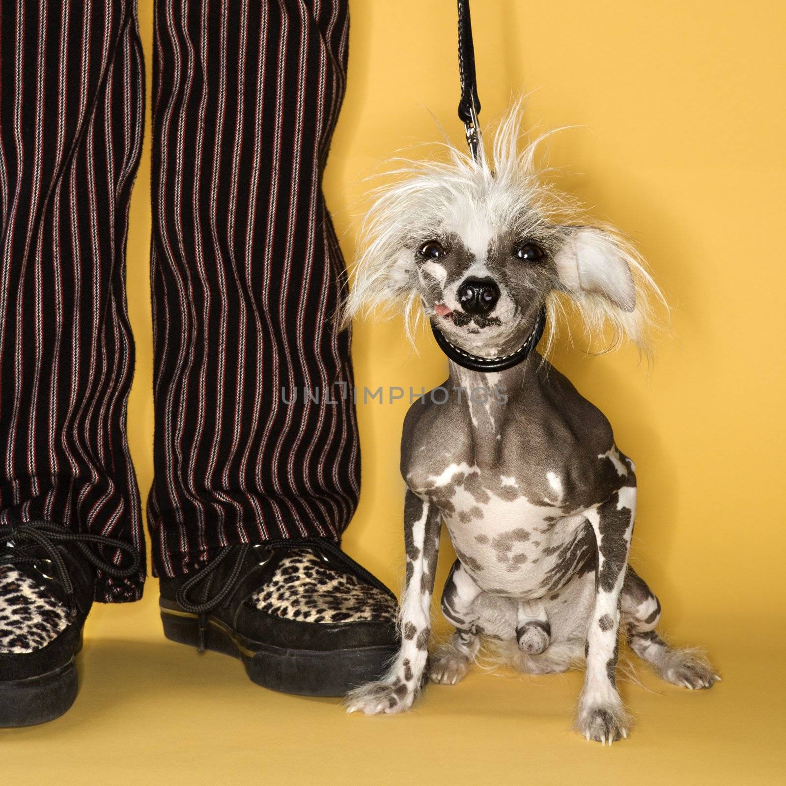 Chinese Crested dog on leash standing next to man's legs.