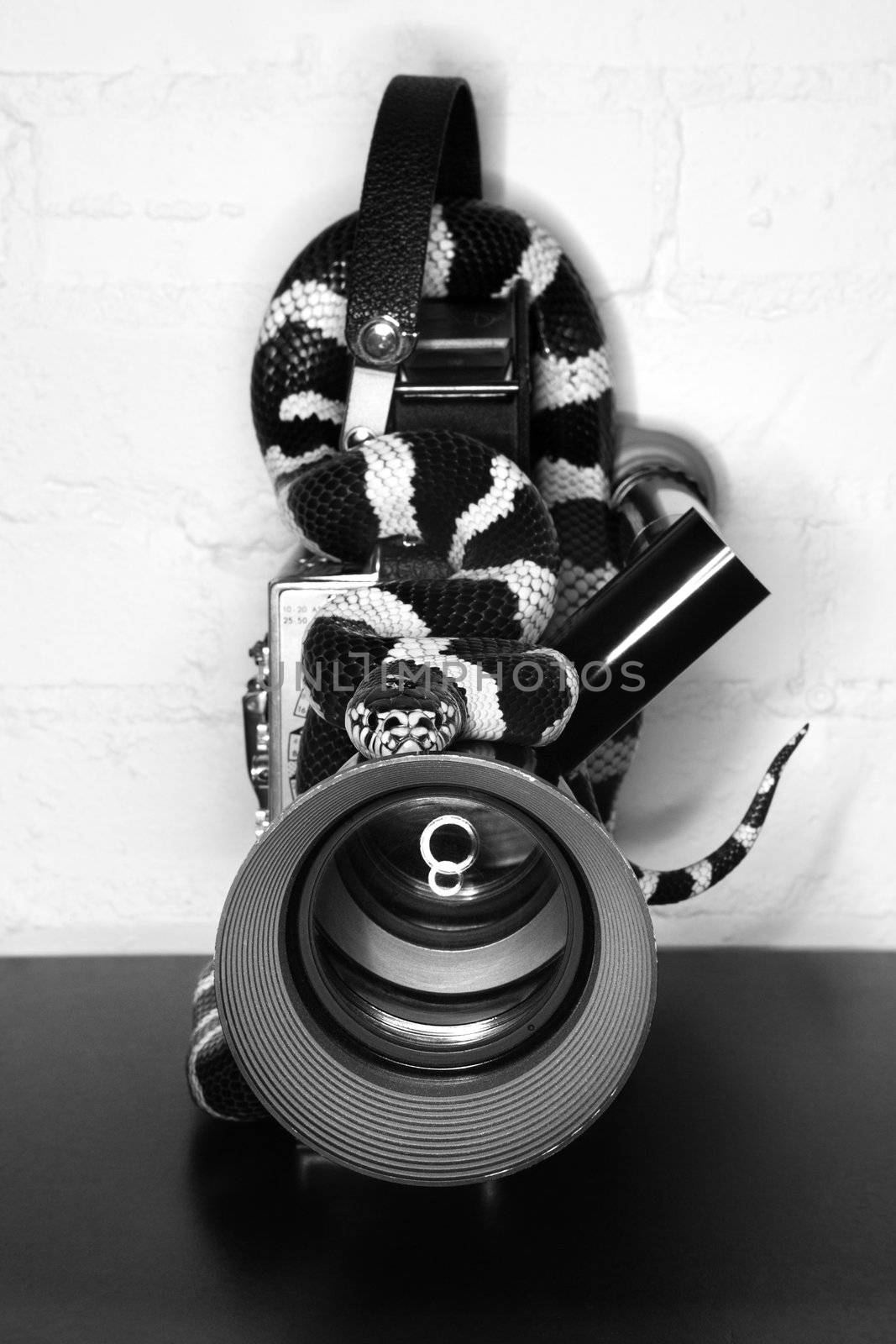 California Kingsnake wrapped around old movie camera.