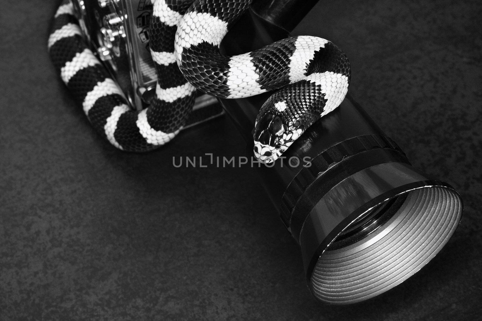 California Kingsnake wrapped around old movie camera lens.