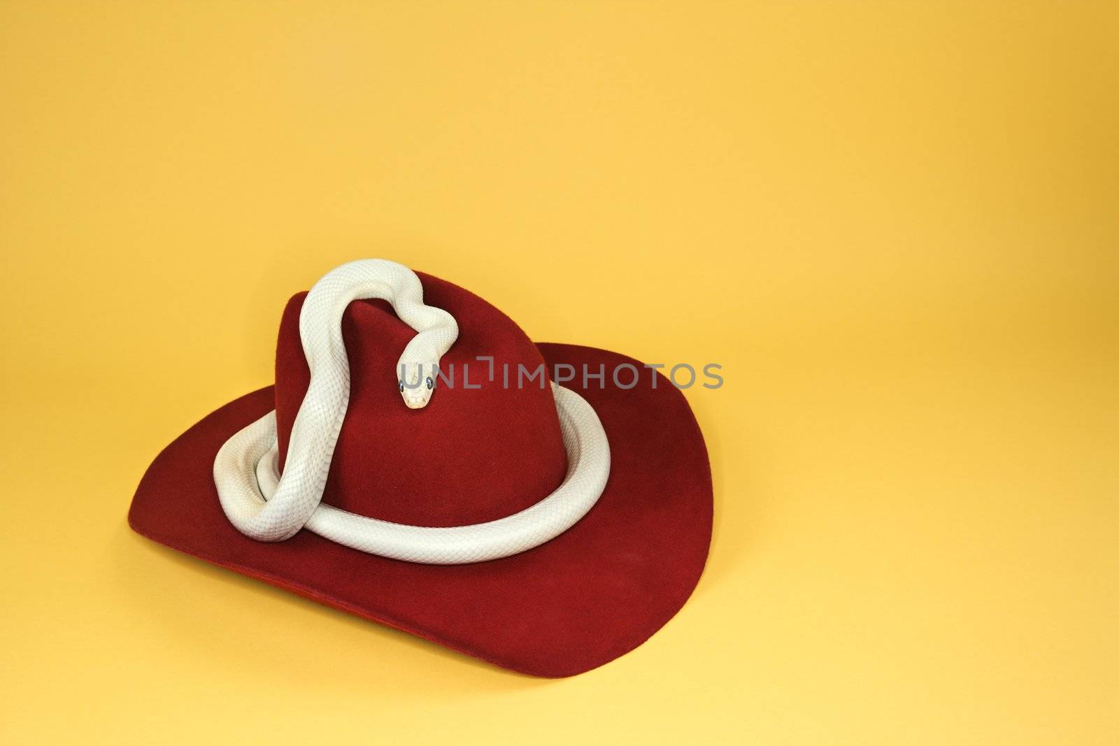 White snake on cowboy hat. by iofoto