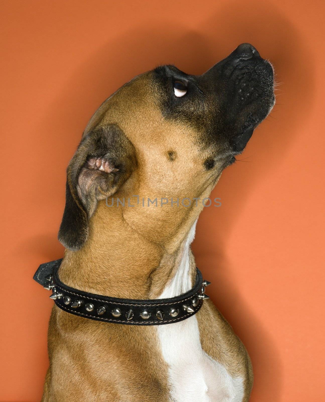 Portrait of Boxer dog.