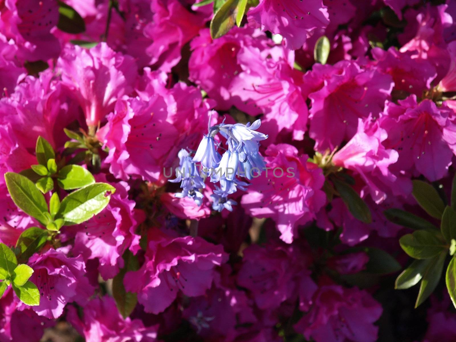 Pink Rhododendrons and Blue Bells by RGebbiePhoto