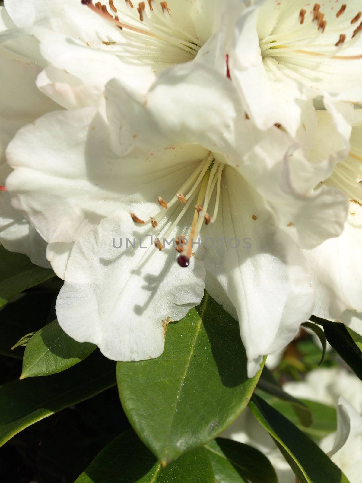 A close up view of a white Rhododendron flower with green leaves 