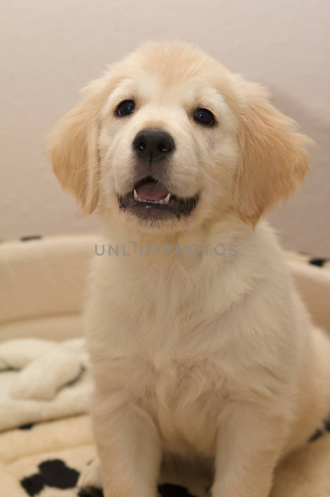 A sitting golden retriever puppy.