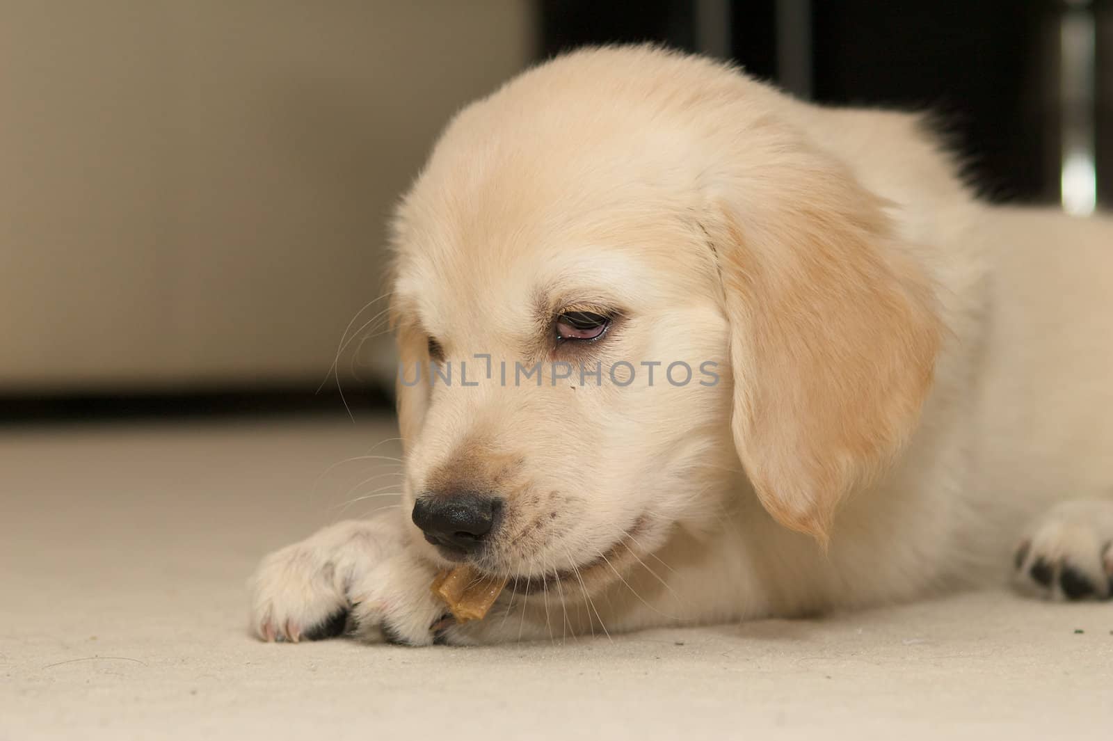 A cute golden retriever puppy chewing something.