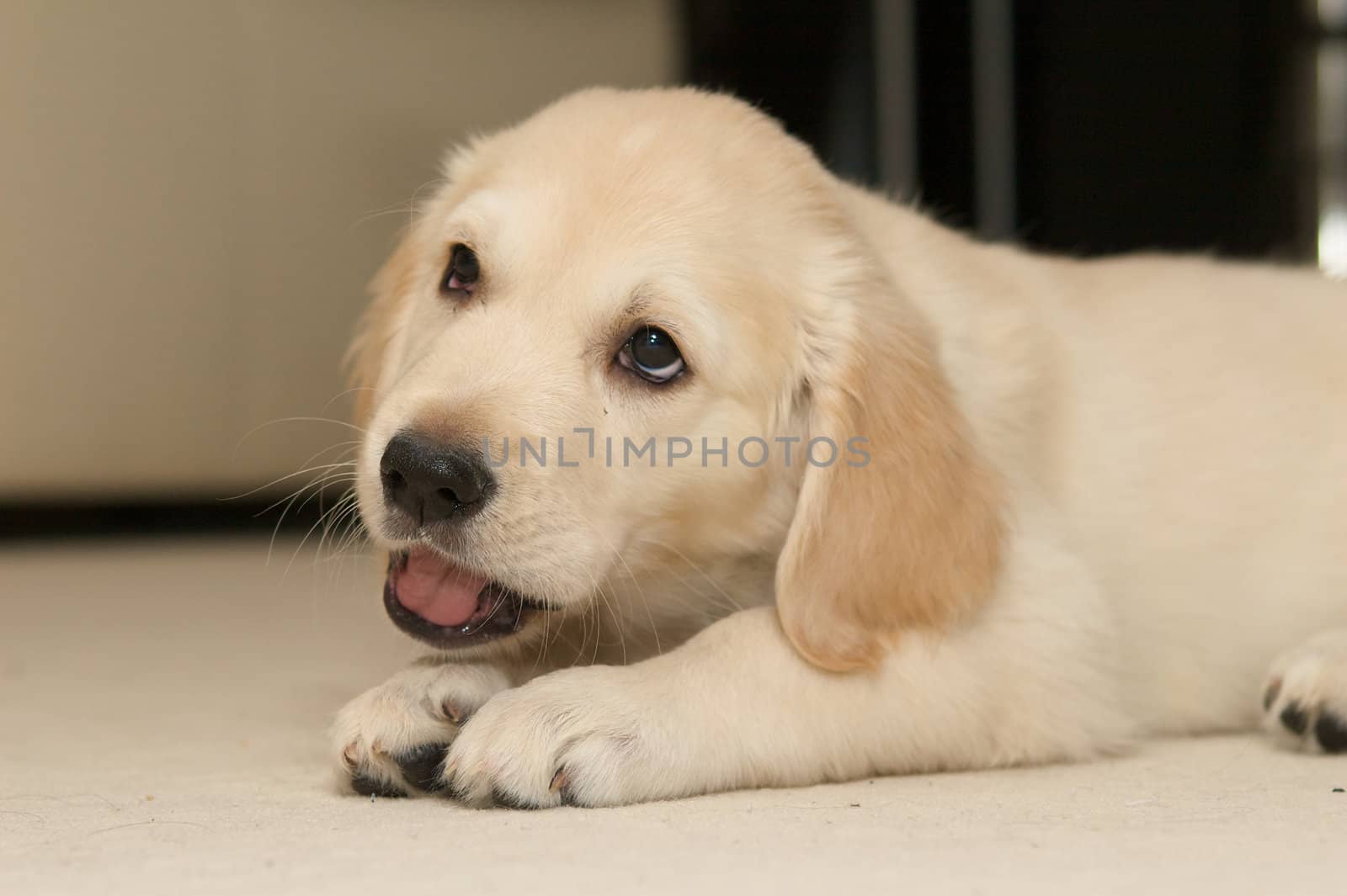 A golden retriever puppy.