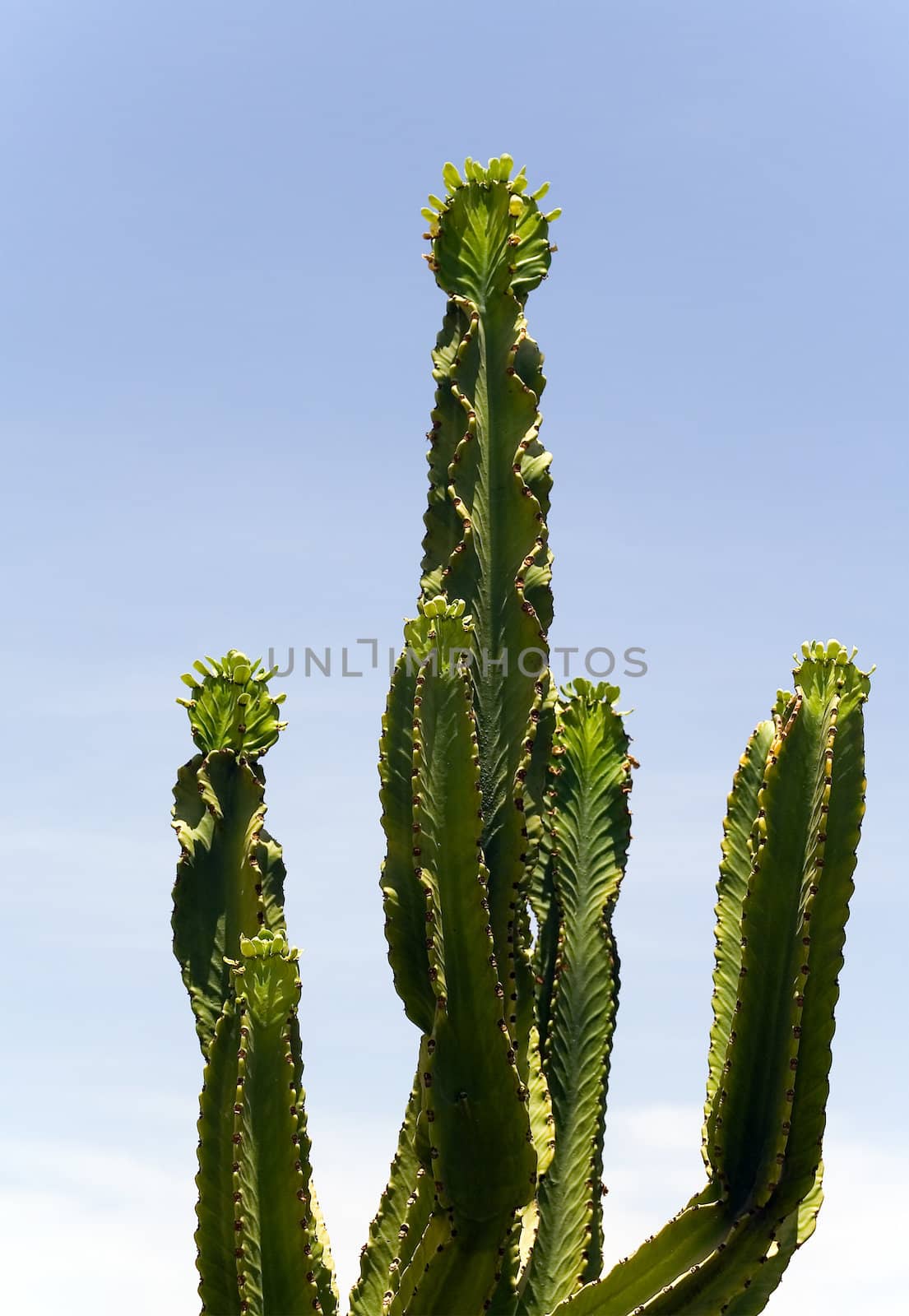 Cactus by Vladimir