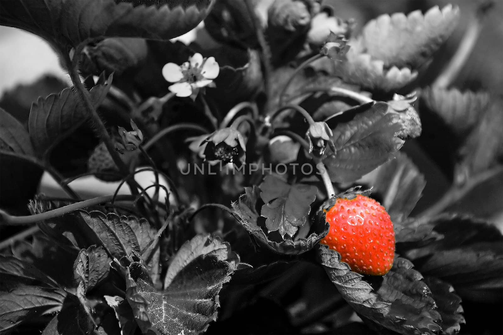 Thrickets of a strawberry. Black-and-white photo with a bright red berry