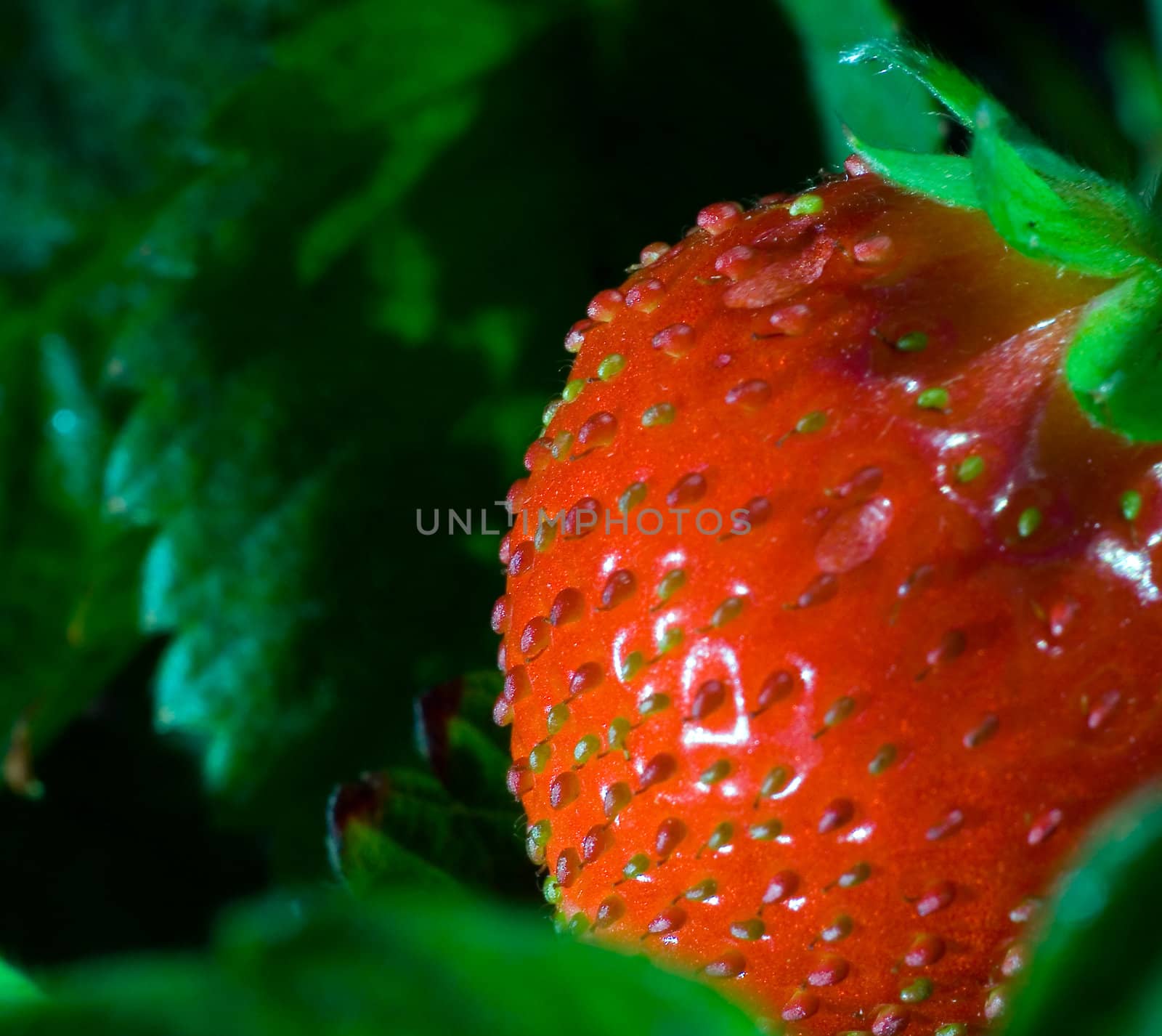 Thrickets of a strawberry.  photo with a bright red berry