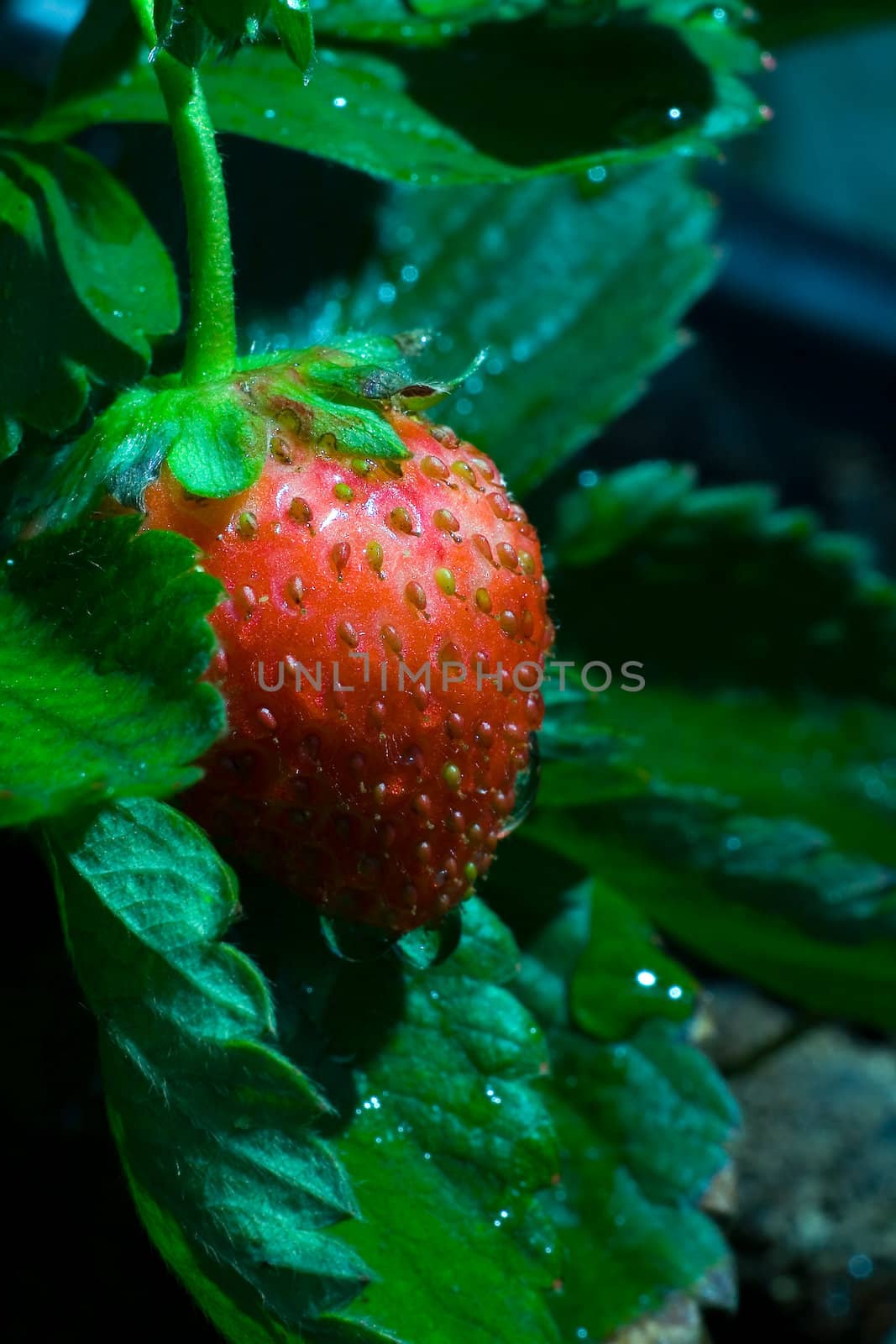 Thrickets of a strawberry.Photo with a bright red berry