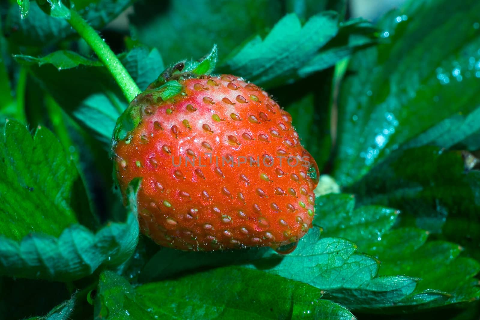 Thrickets of a strawberry by Vladimir