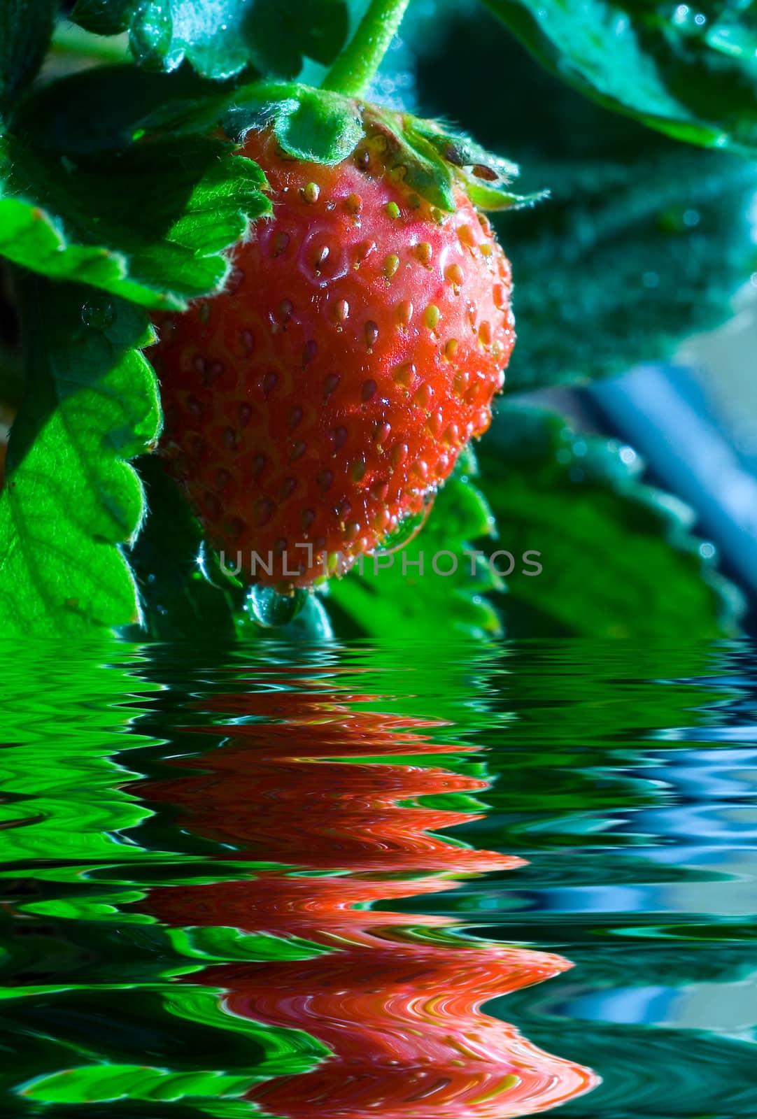 Thrickets of a strawberry.Photo with a bright red berry. Reflex.Water