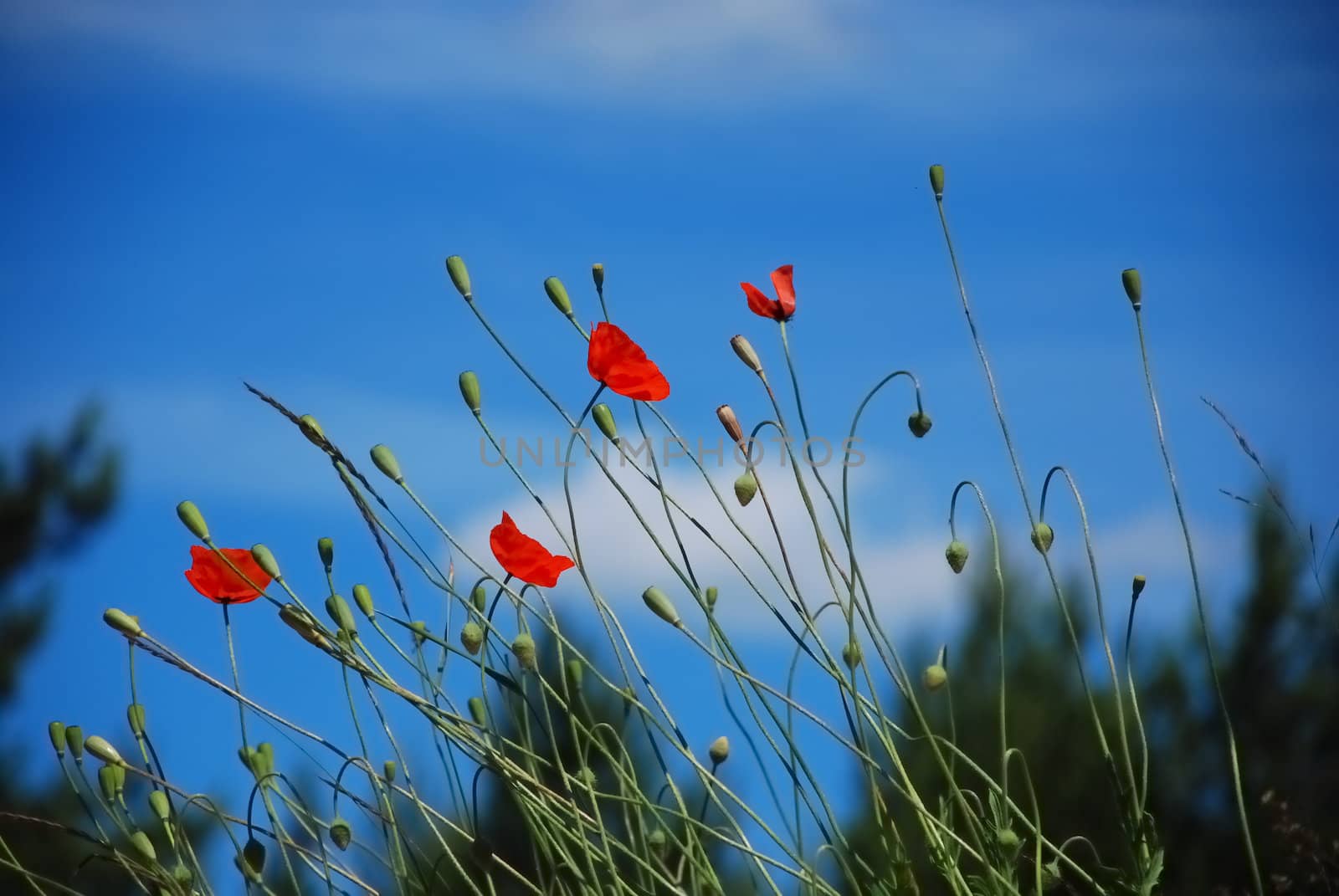 Poppy flowers
Poland, Pomerania
summer 2008