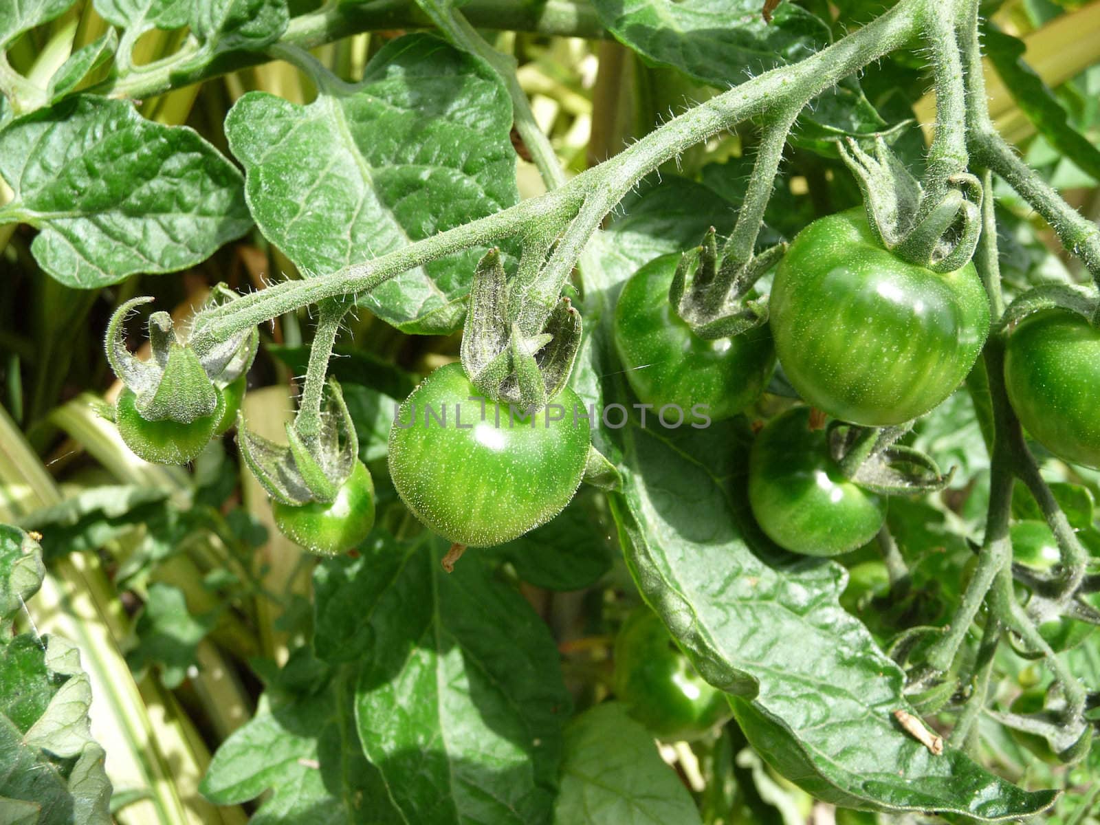 Some green tomatoes that have not fully matured yet. 