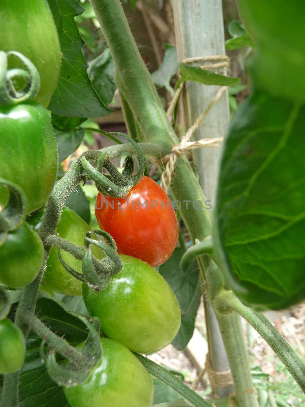 Some red and green floridity Tomatoes growing in a garden. 