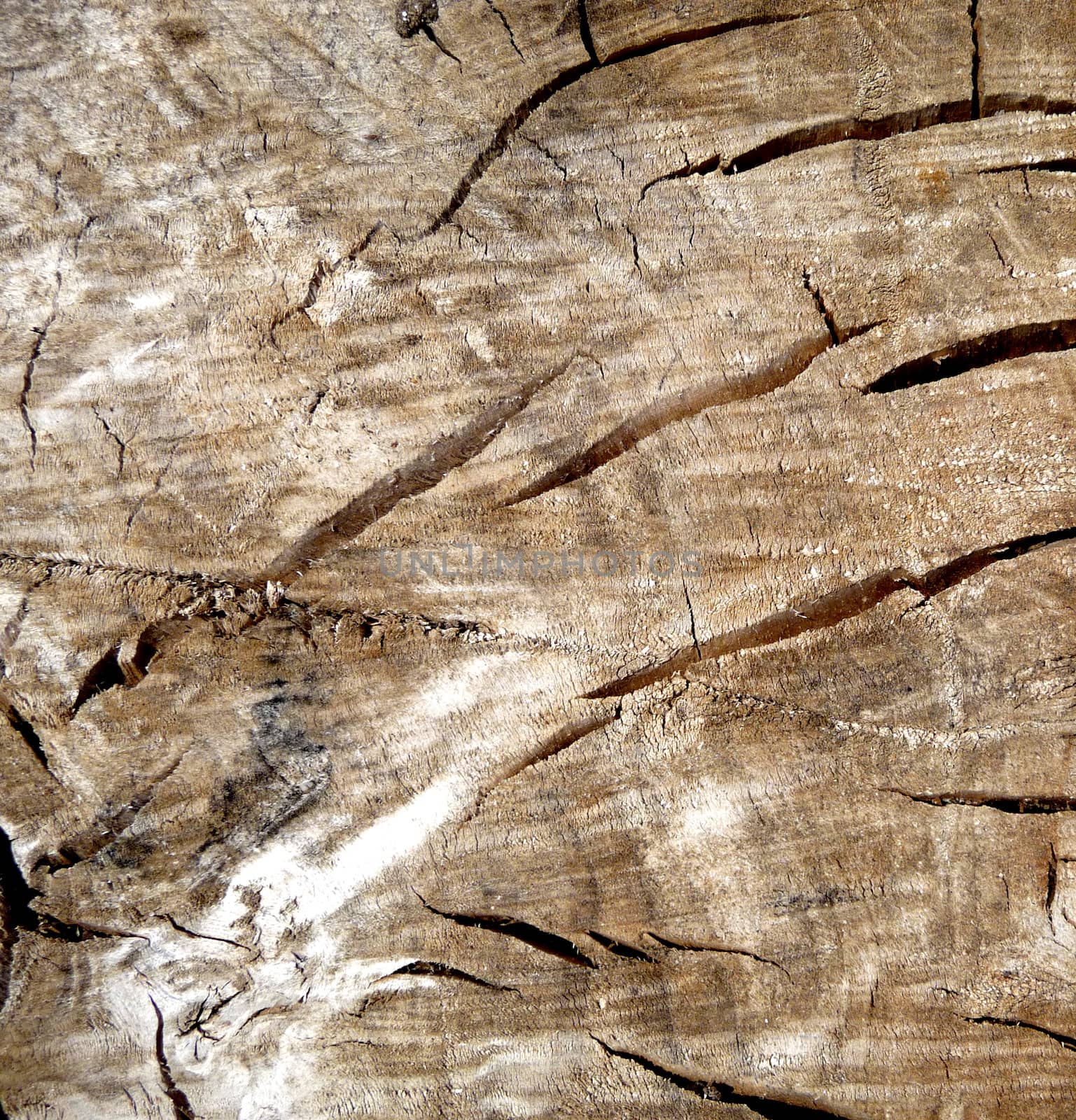 A tree background texture that has no bark. 
