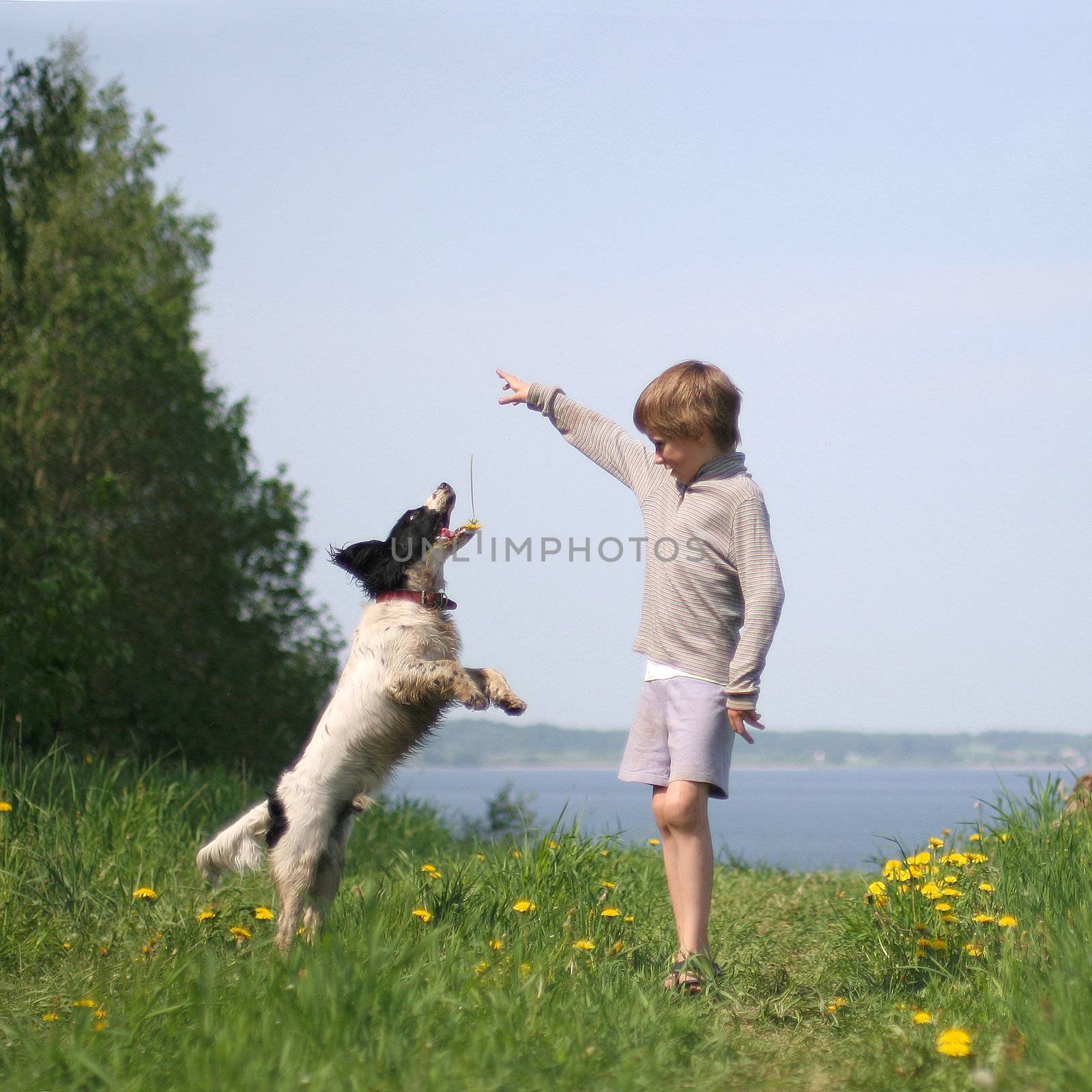boy playing with the dog on green hill near the Razna lake, Latvia (selective focus on dog's mouth)