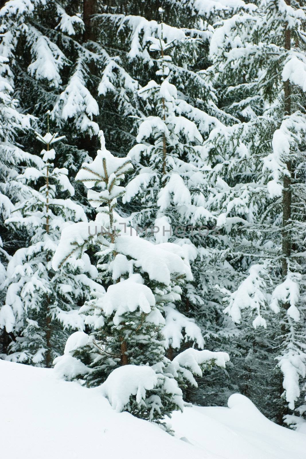 Snowy fir trees background