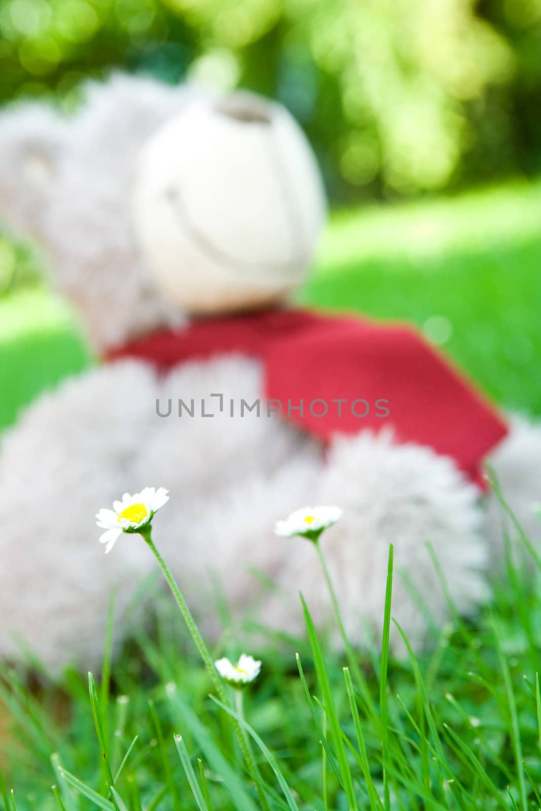 Daisies in front of a teddy bear. Shallow depth of field.