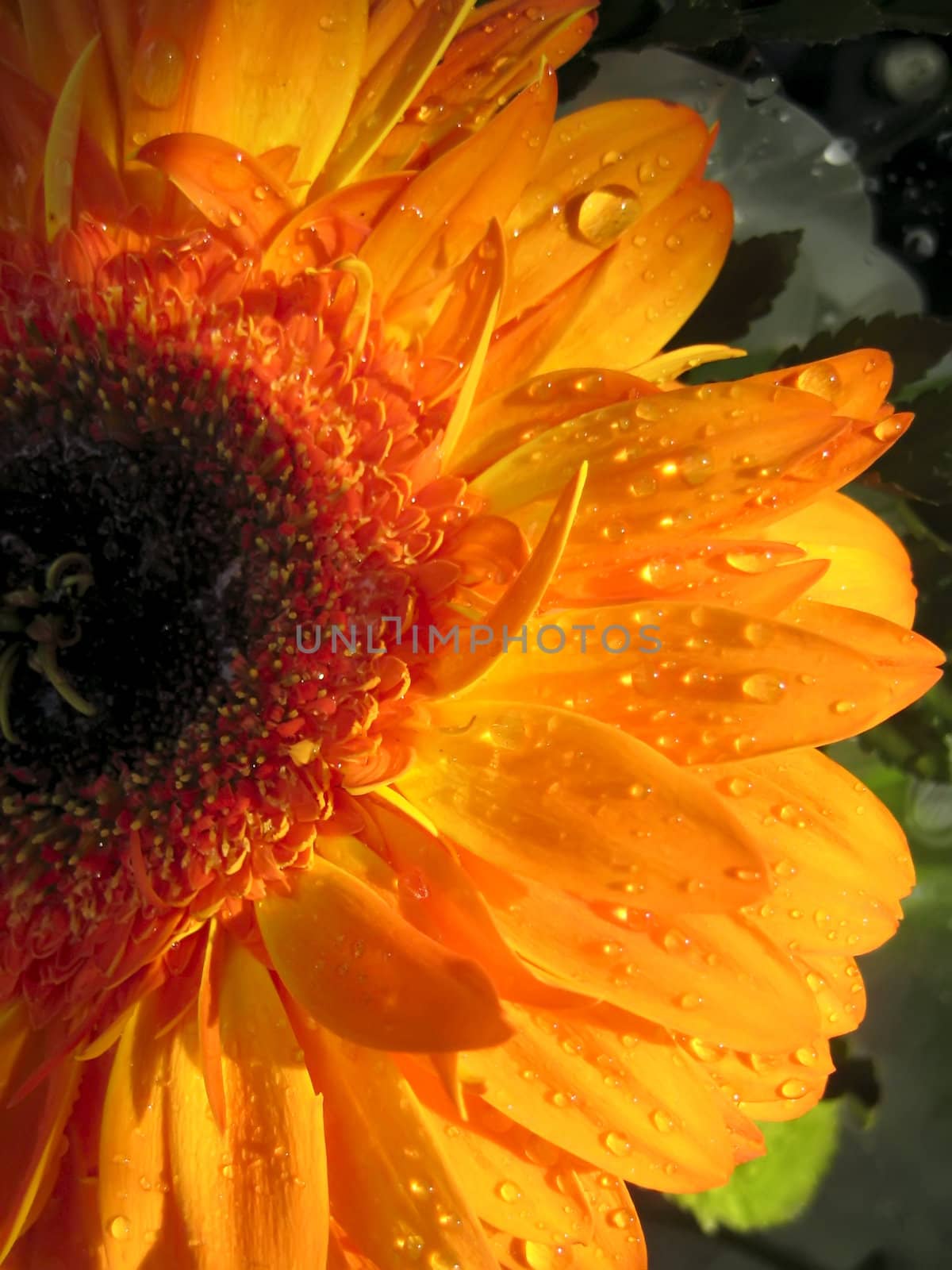 The orange flower after rain