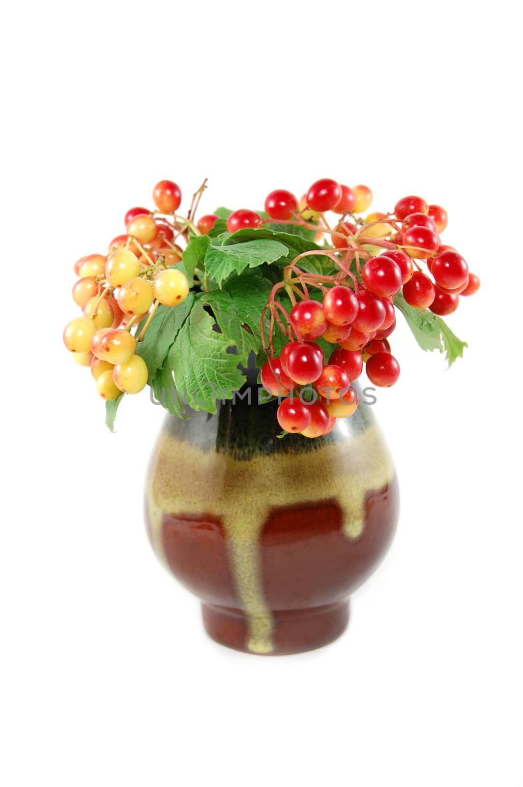 red wild berries in vase isolated on white