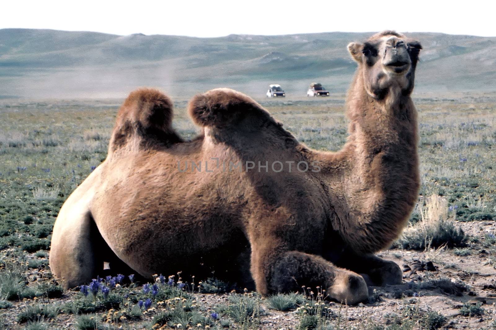 Suburb of the Mongolian desert Gold sand