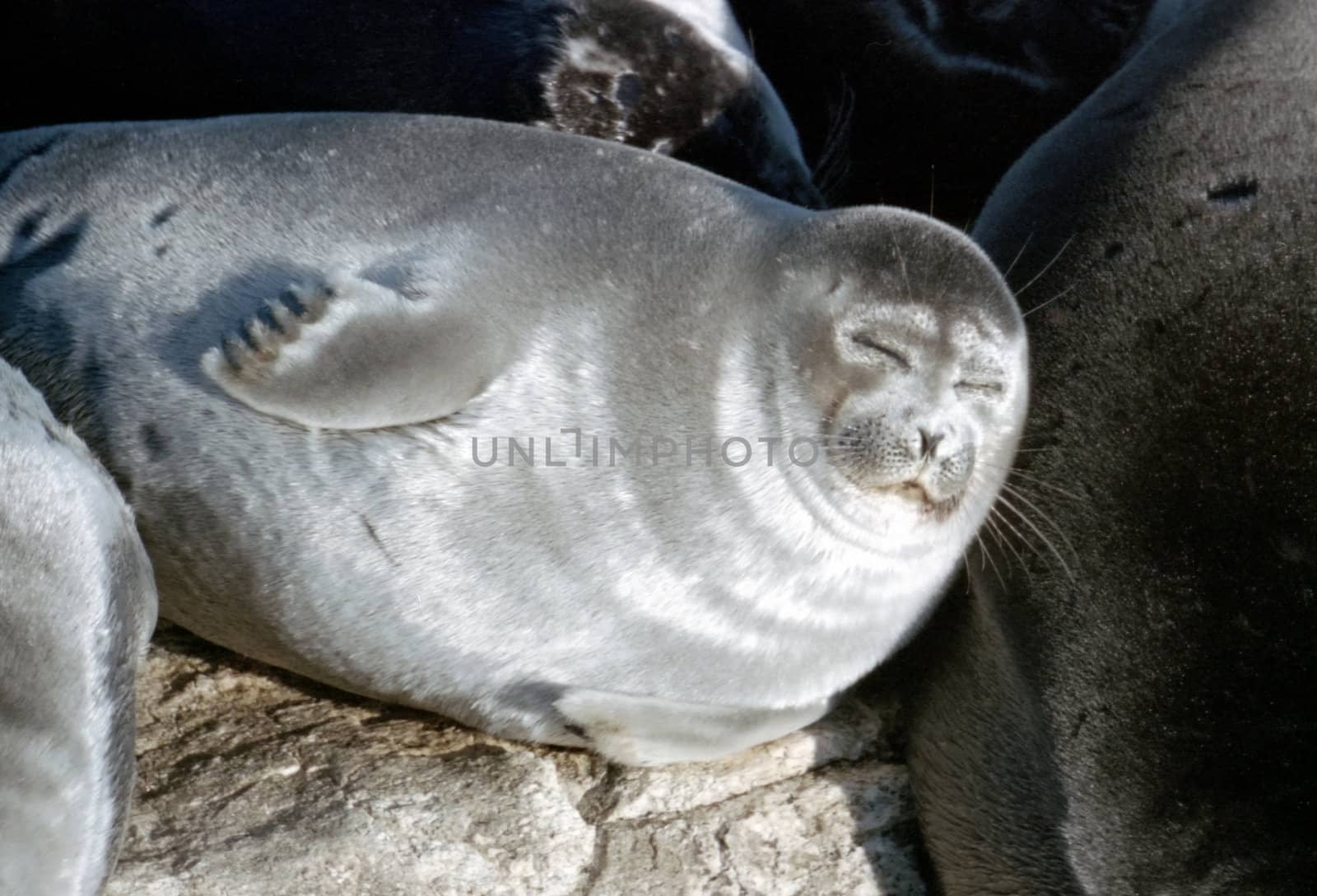 Very cautious Baikal seal, suits rookeries on archipelago Ushkanego stones in the central part of the deepest and pure lake of our planet in the summer