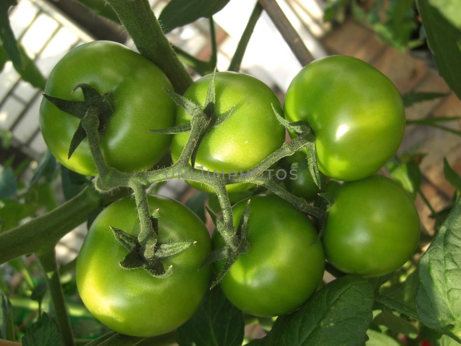 green unripened tomatoes on the vine forming a sixpack