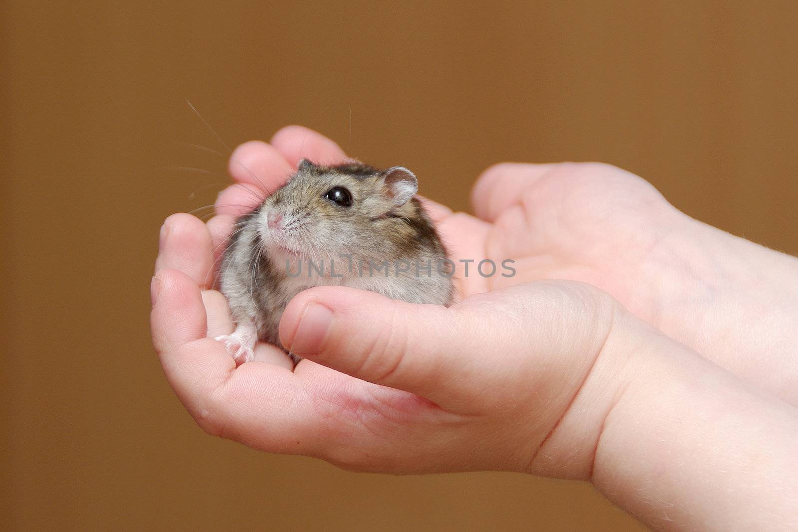Cute little hamster in child's hands