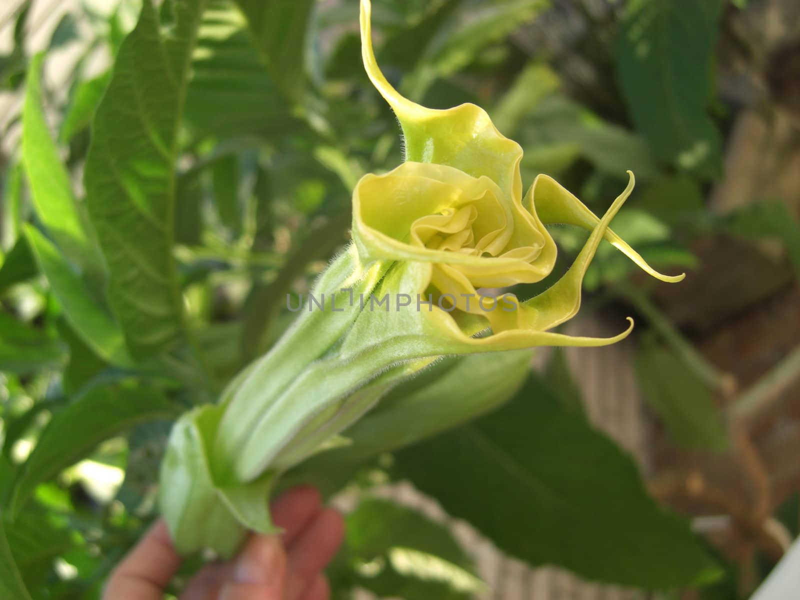 medicinal plant held at an oblique angle