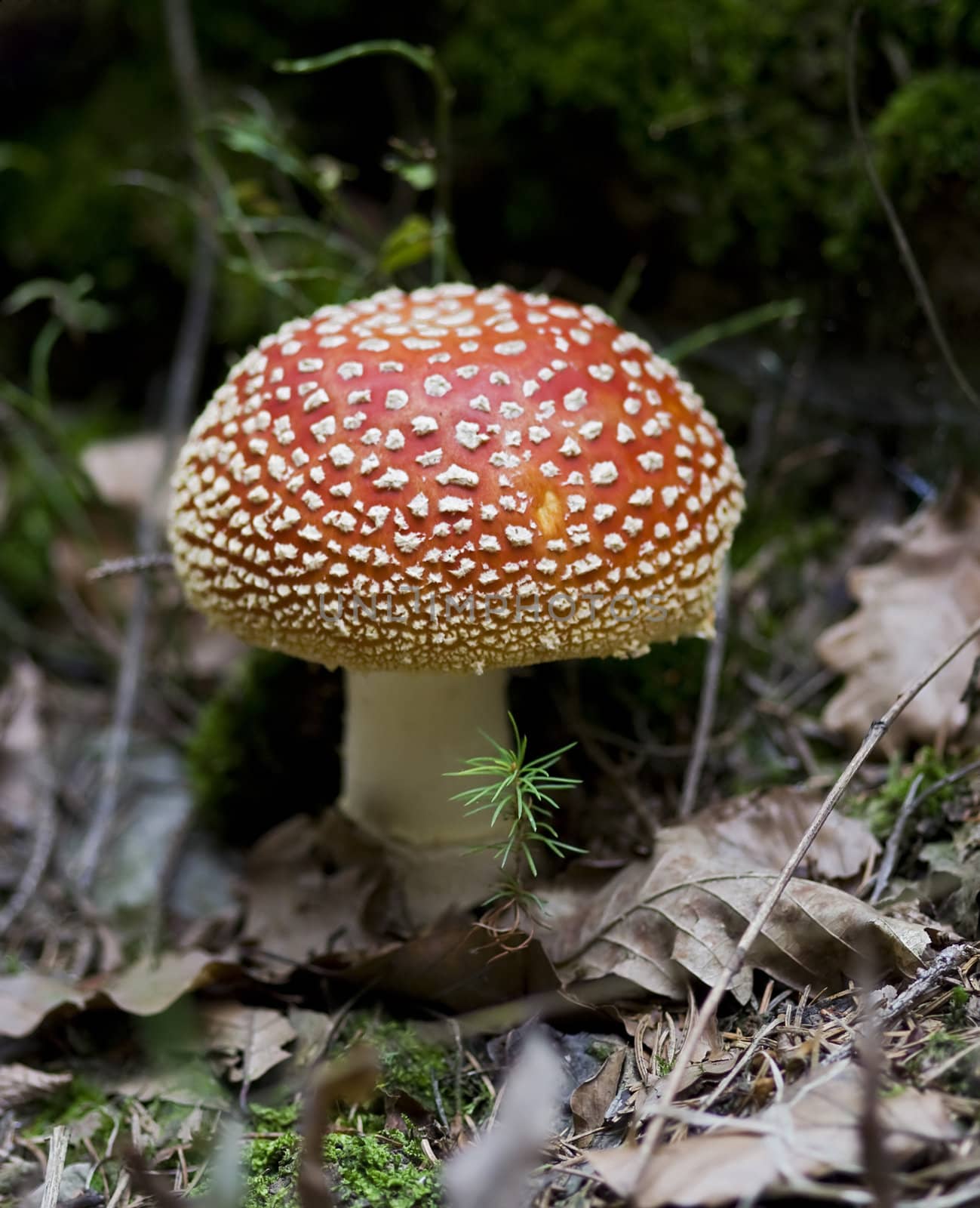 Detail of the fly poison amanita - poisonous mushroom