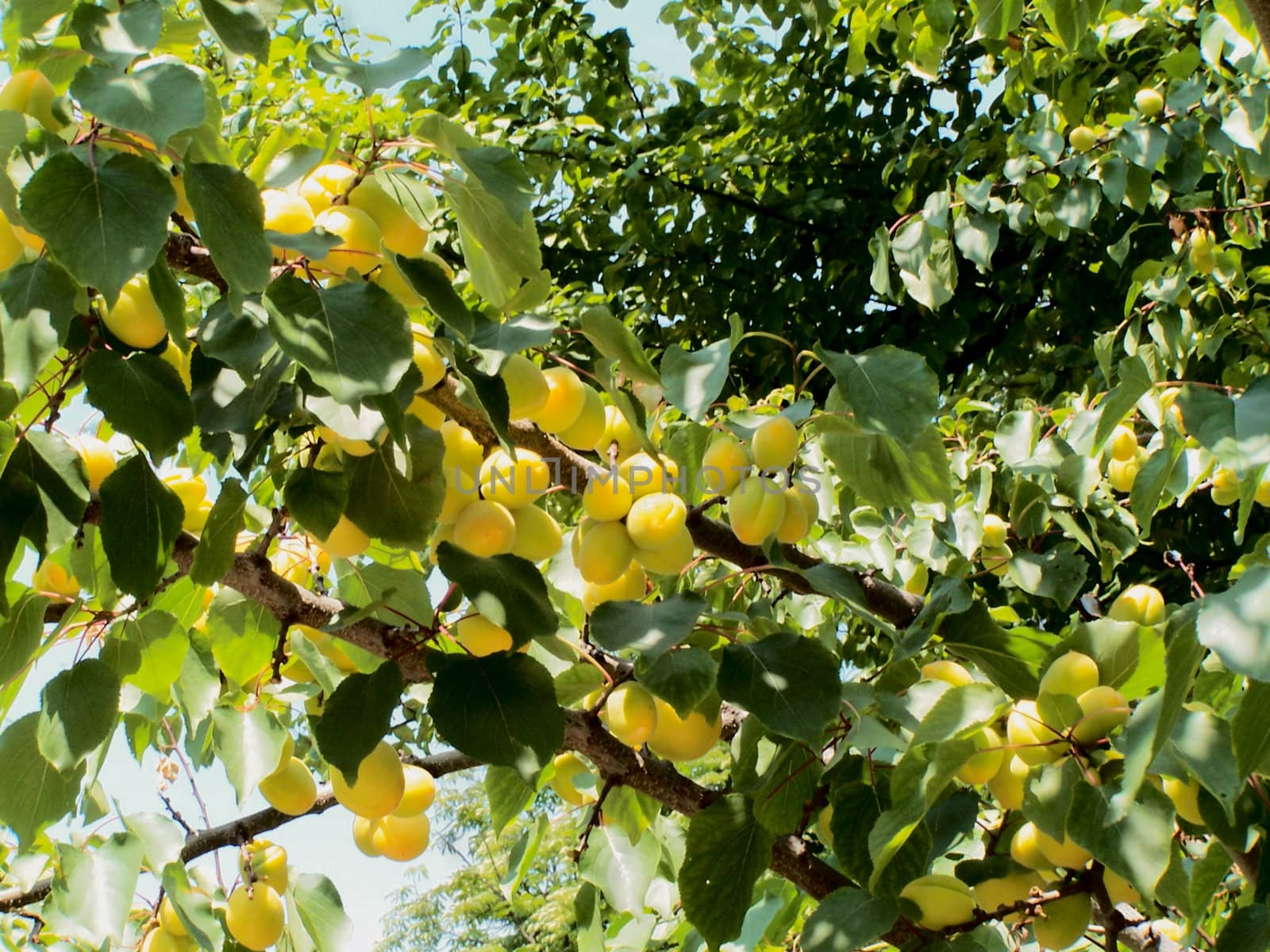 Ripening apricots illuminated by sun