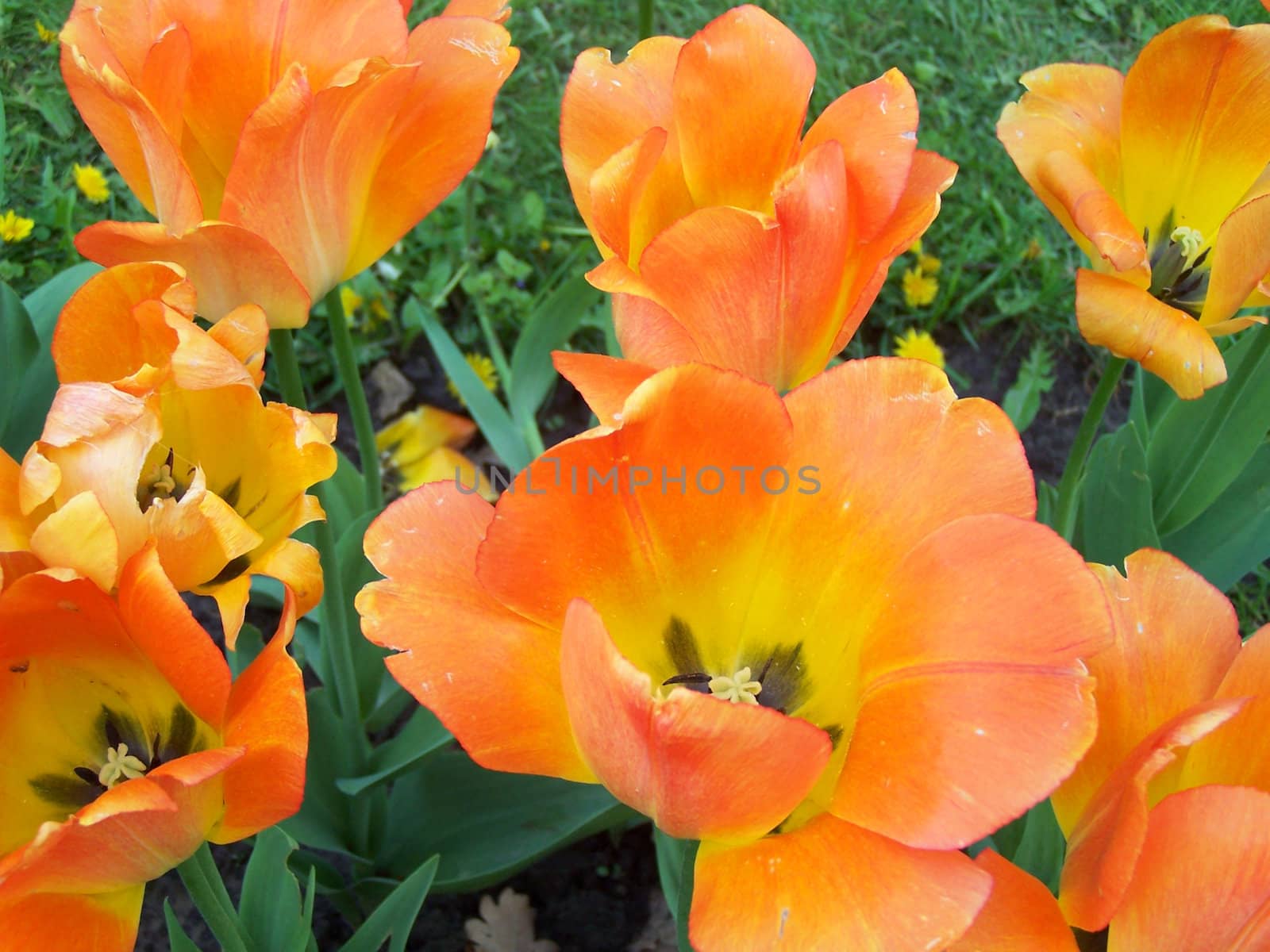 Close up of the tulips in the end of spring