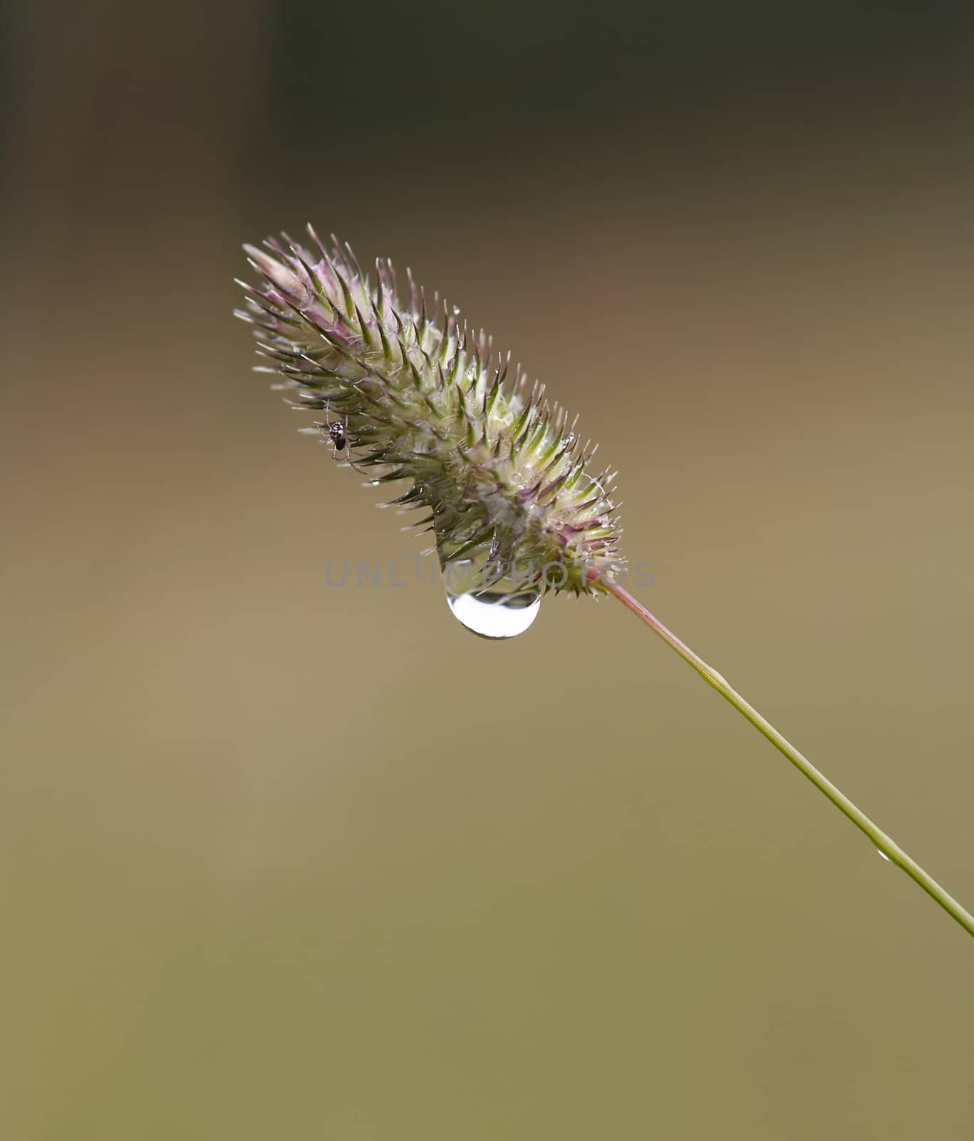 Detail of the blade of grass with drop and little spider