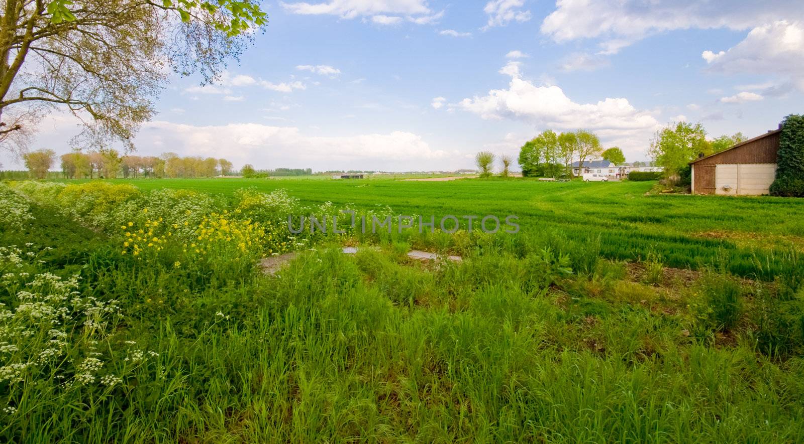 lovely bright green pasture farm landscape with some clouds and blue sky