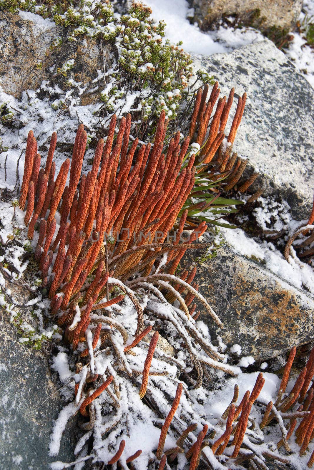 Variety of mountain plants under fresh snow, Cordillera Blanca, Andes