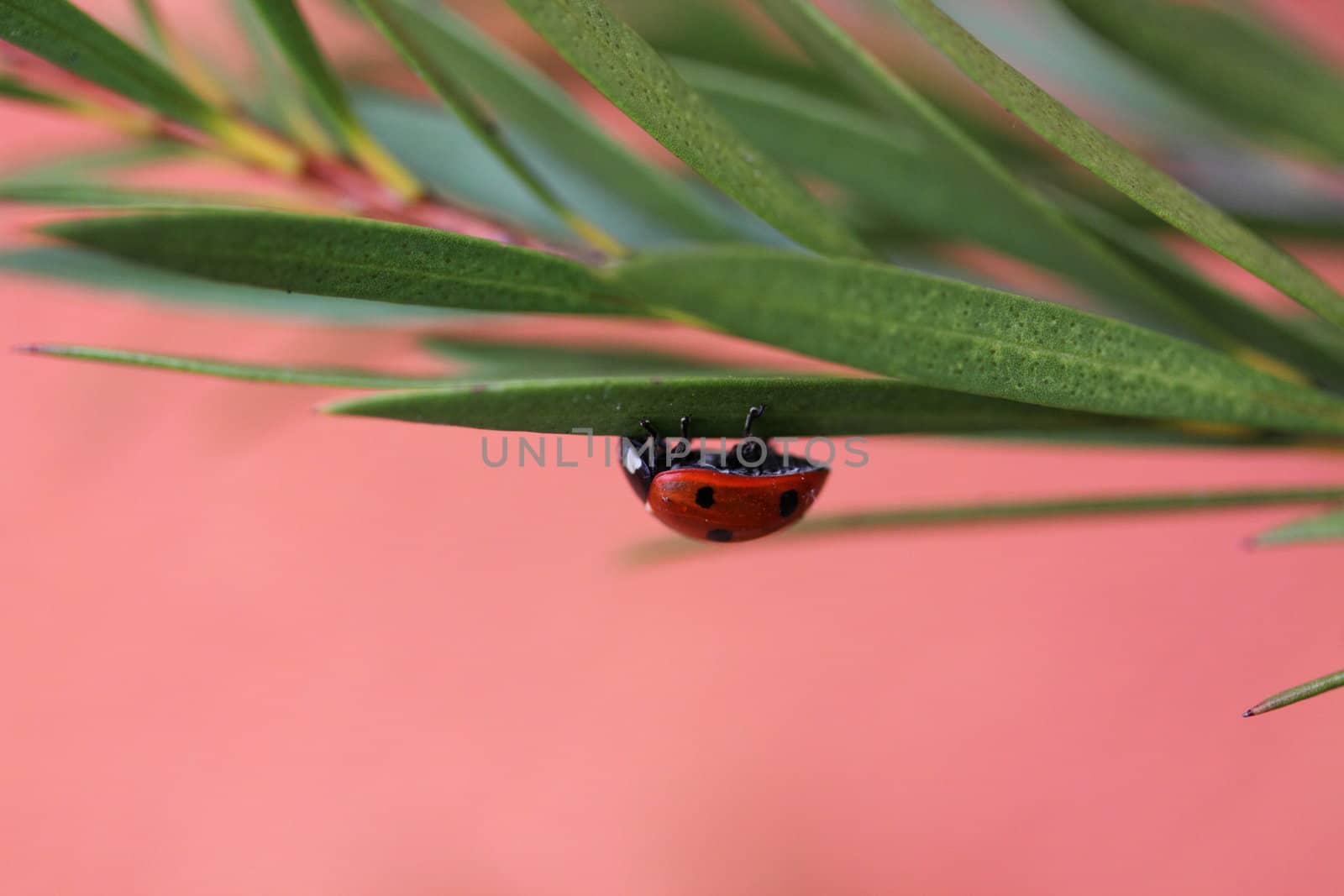 ladybug