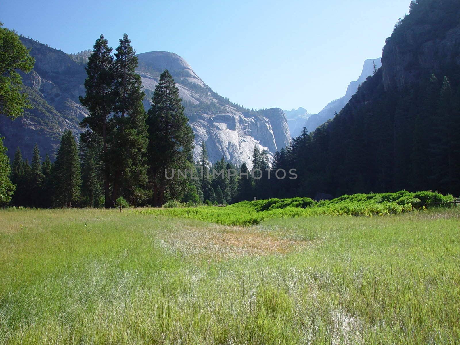 A meadow in a mountain valley.