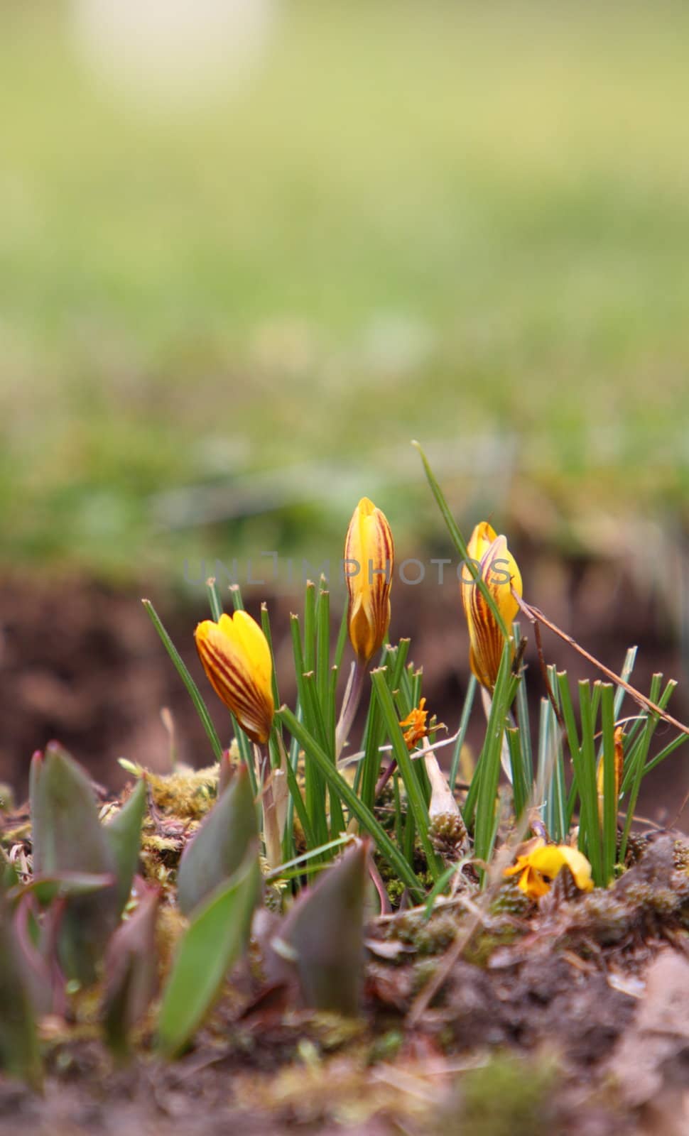 crocus