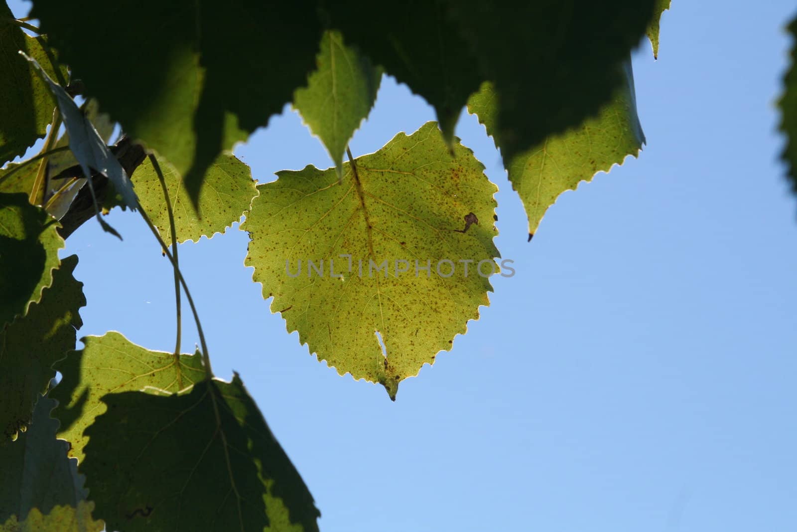 Leaf on Tree by jasony00