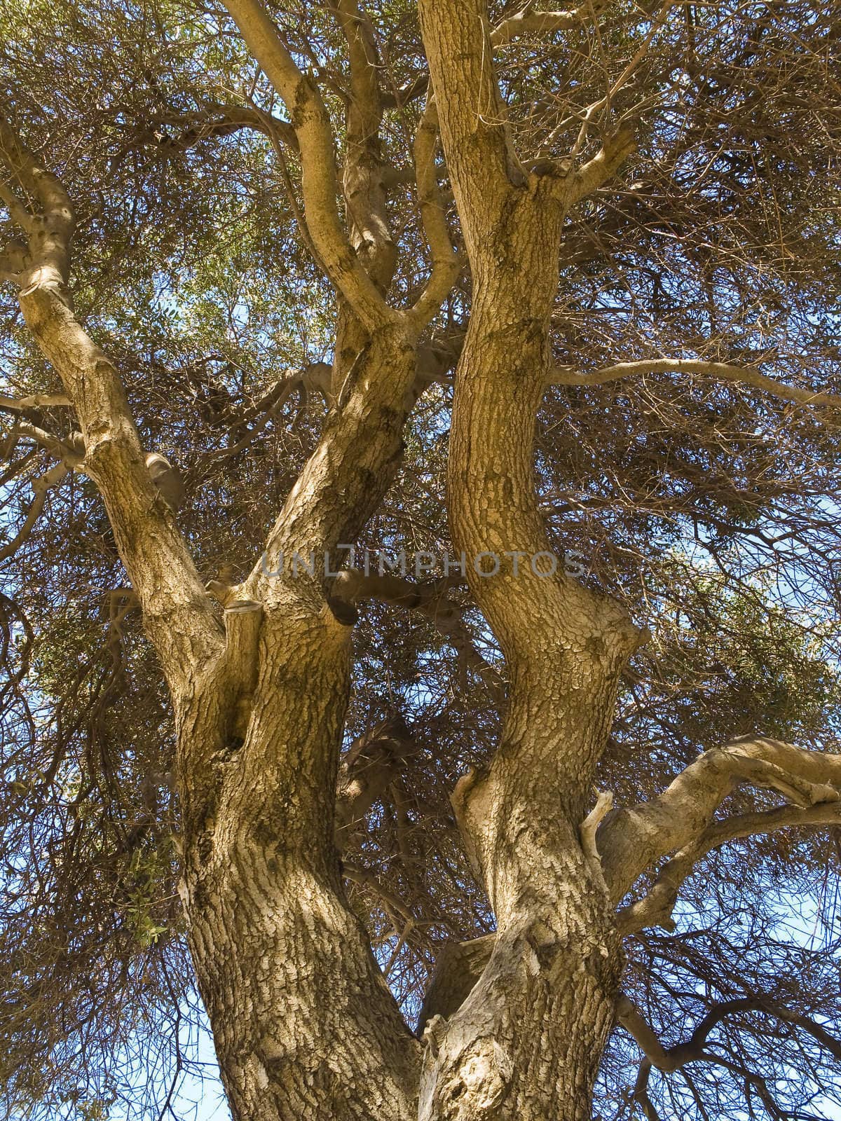 Close-up photo of an old tree. by enderbirer