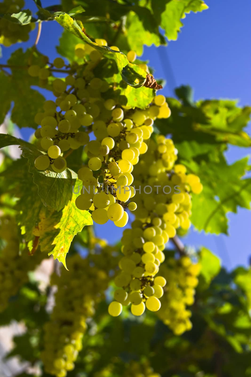 Vine of grapes under the sun by enderbirer