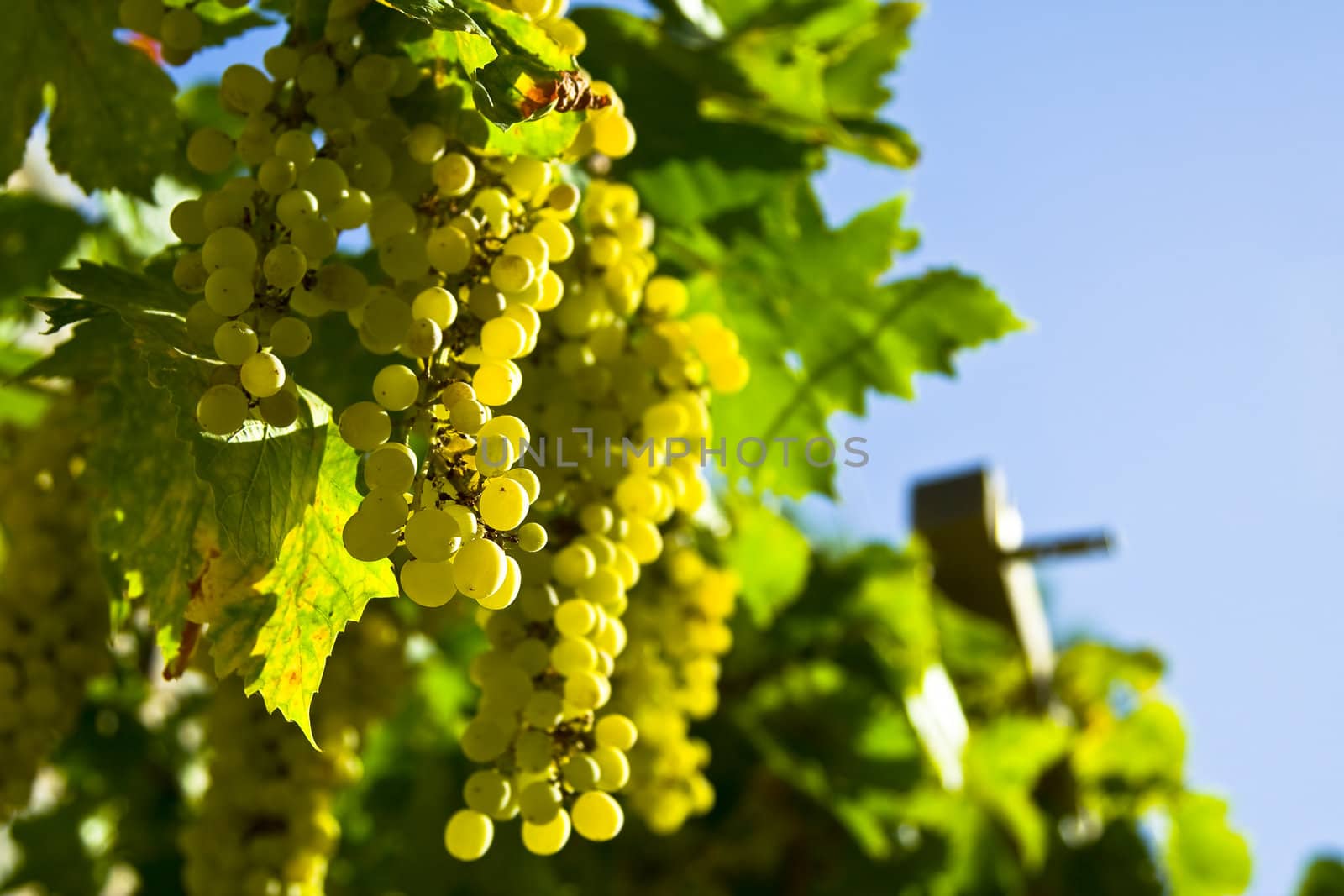 Vine of grapes under the sun by enderbirer