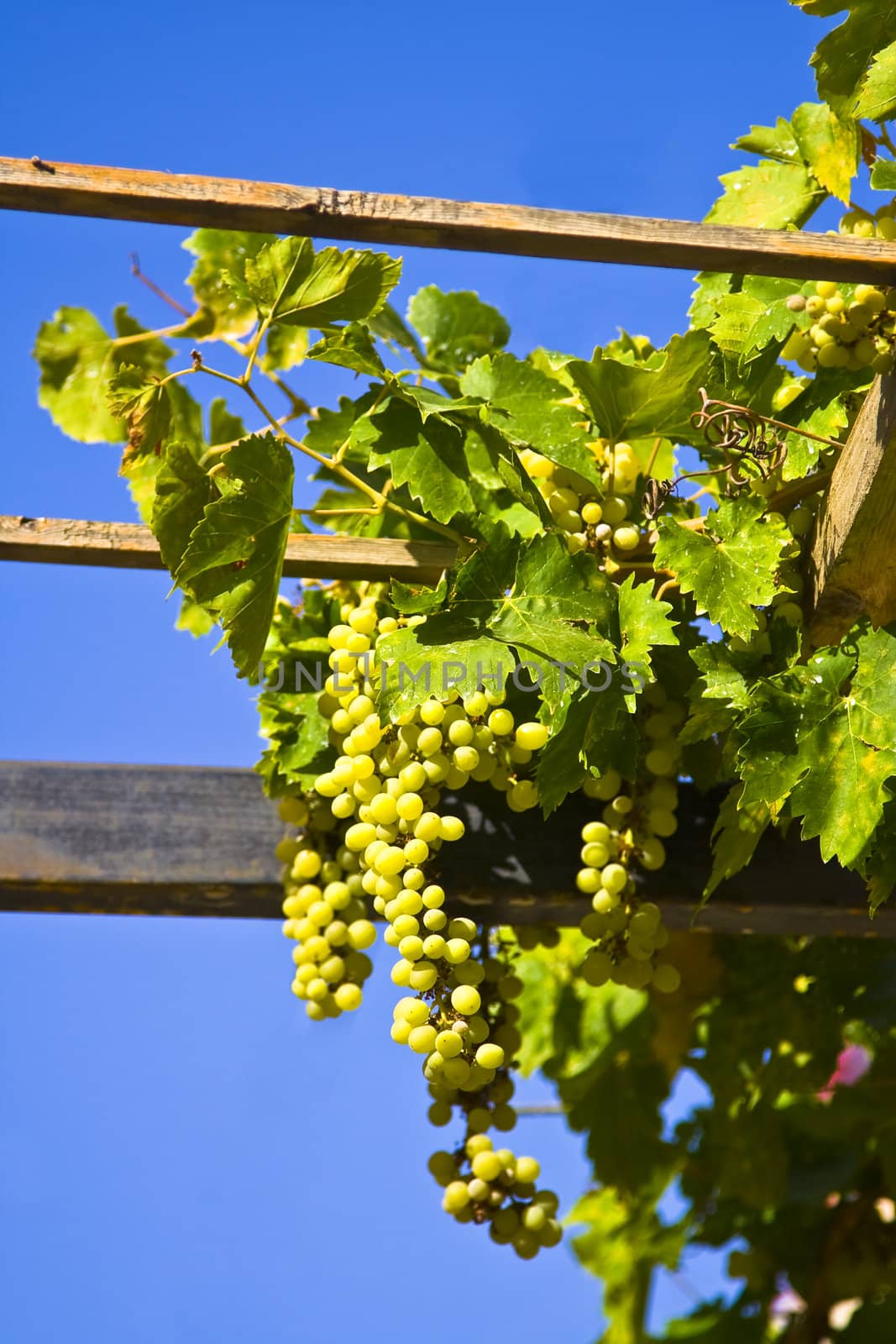 Vine of grapes under the sun by enderbirer