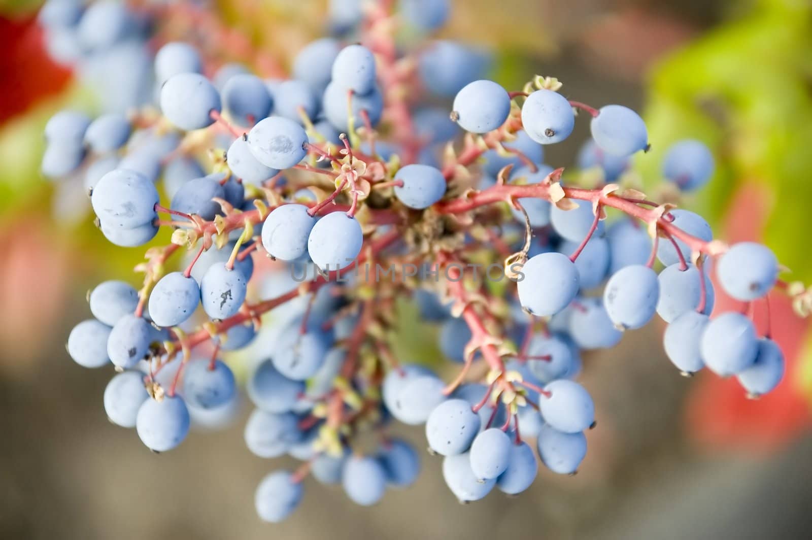 Blue berries on an ornamental plant with red stems and green leaves.